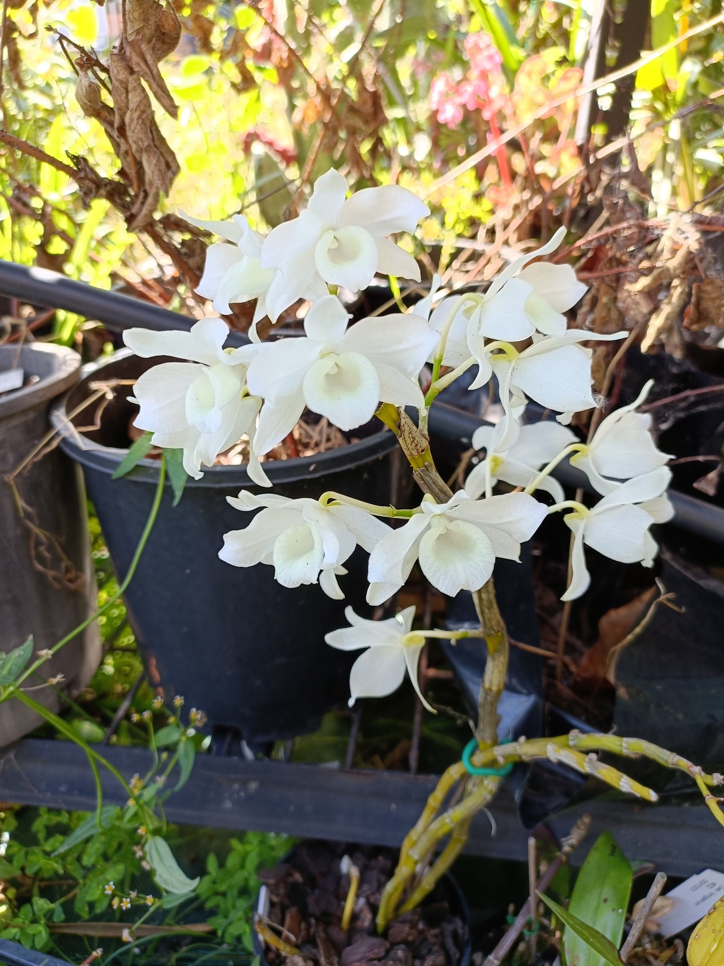 Dendrobium soft Cane