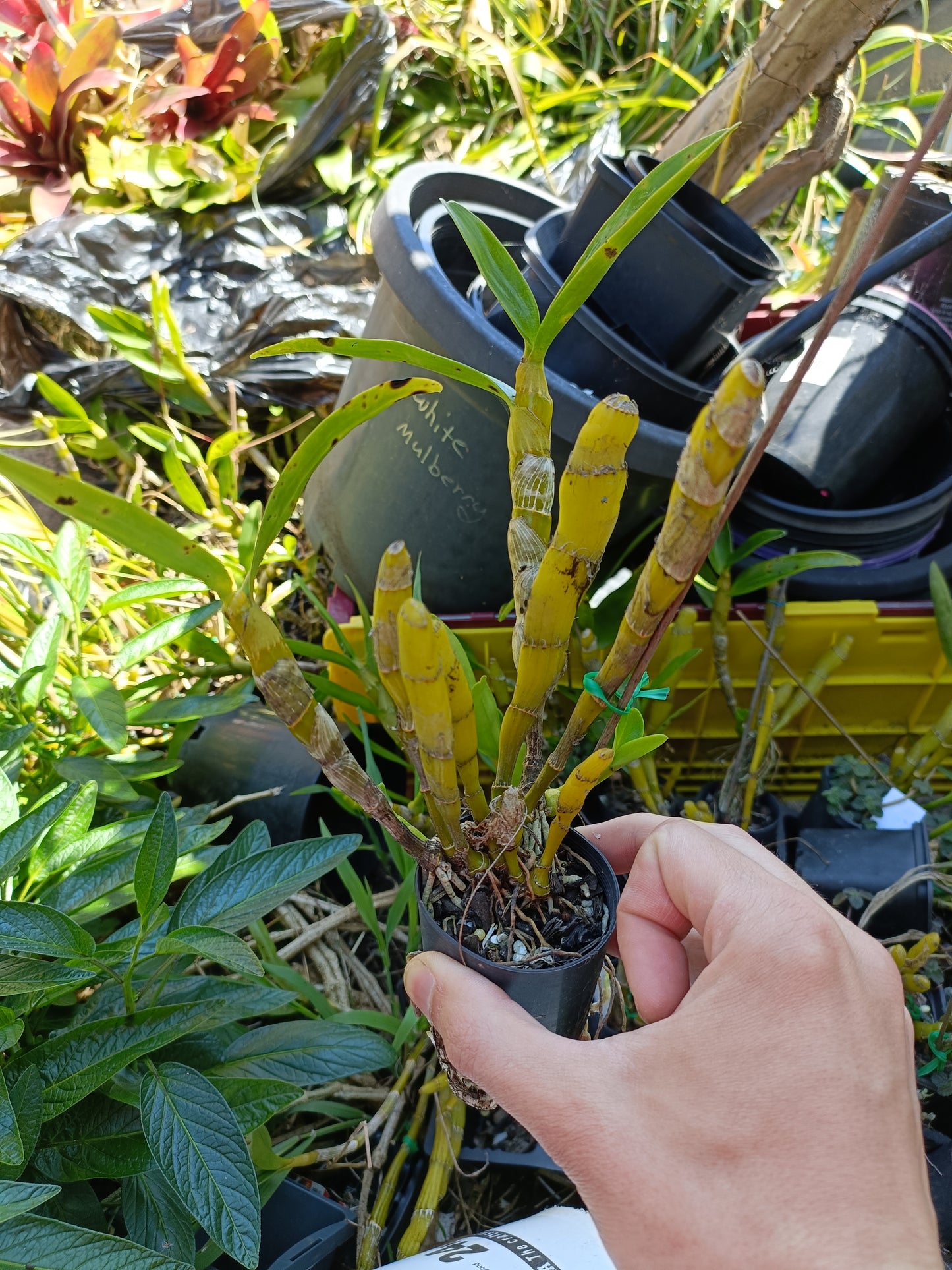 Dendrobium soft Cane