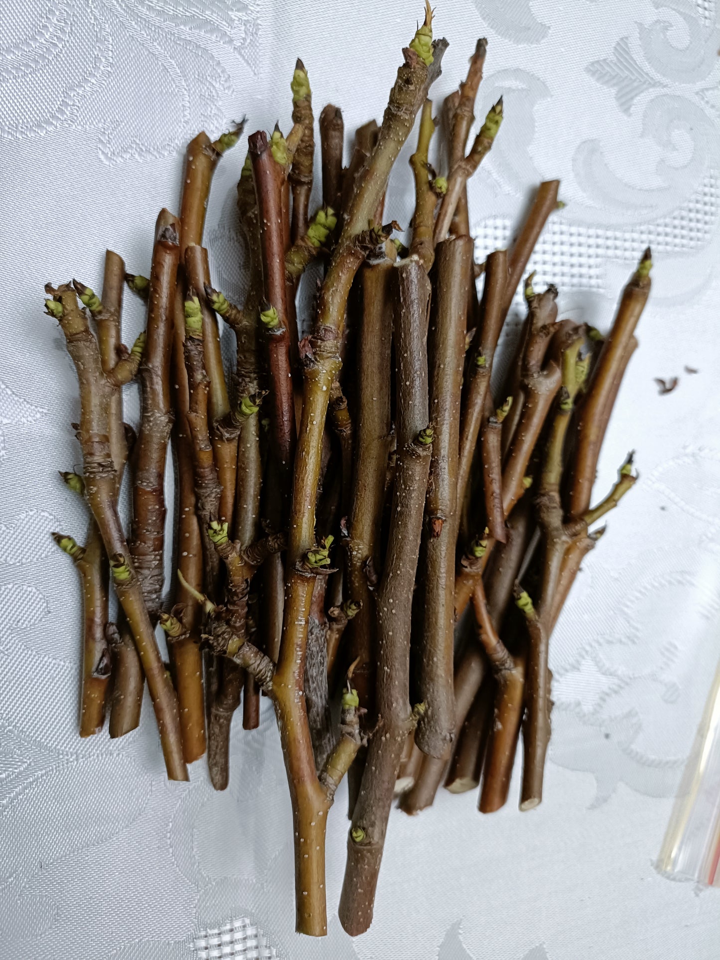 Flordahome pear cuttings x2