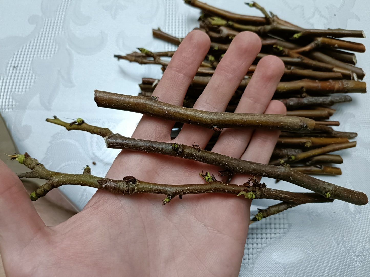 Flordahome pear cuttings x2
