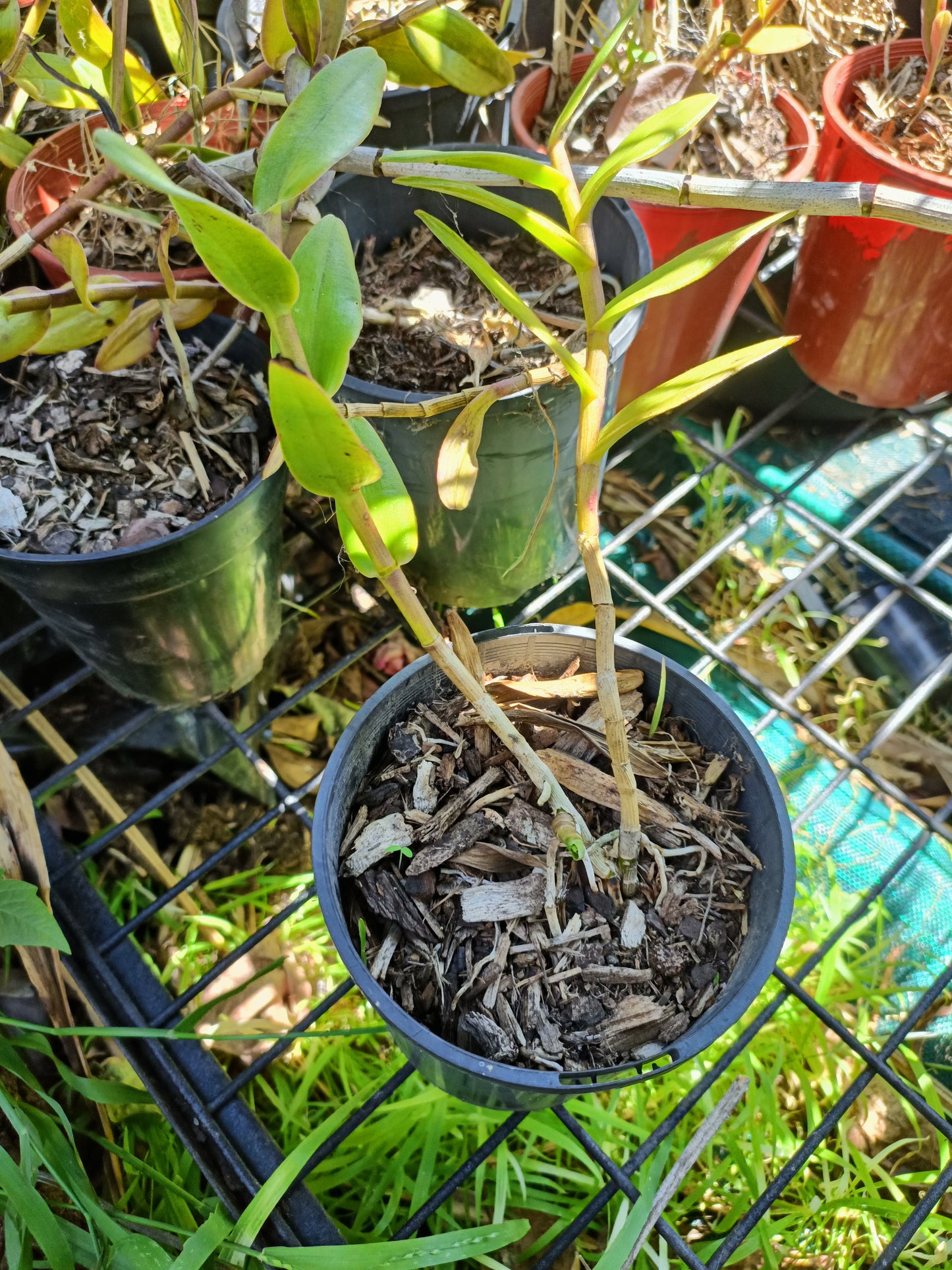 Epidendrum ibaguense (Crucifix Orchid) Random Colour pink ,orange or red