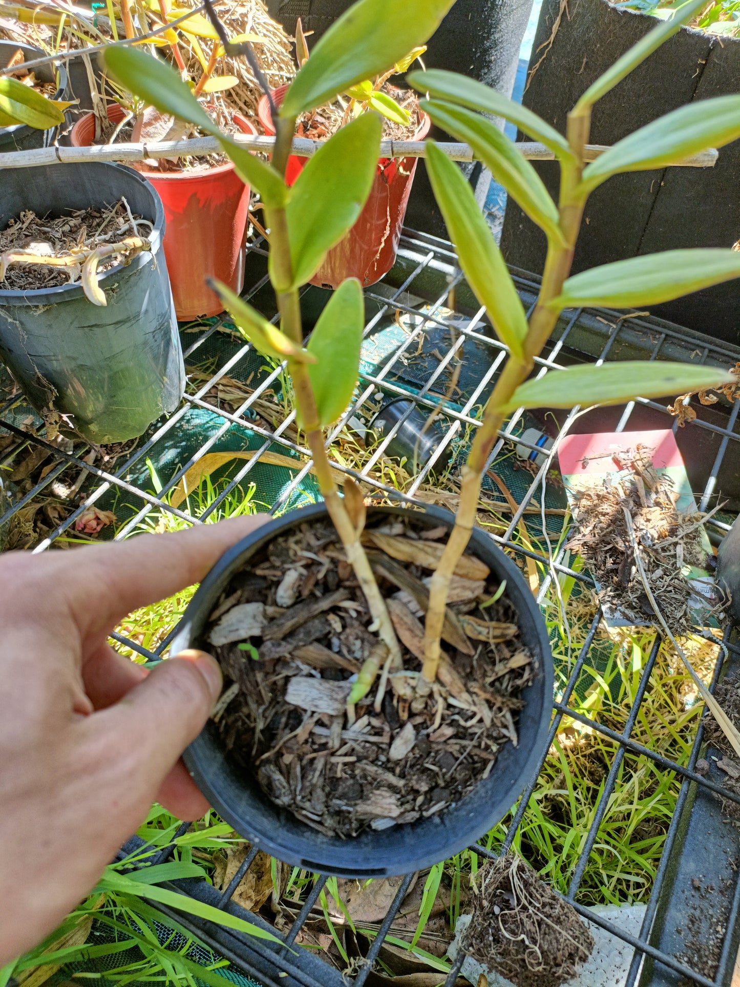 Epidendrum ibaguense (Crucifix Orchid) Random Colour pink ,orange or red
