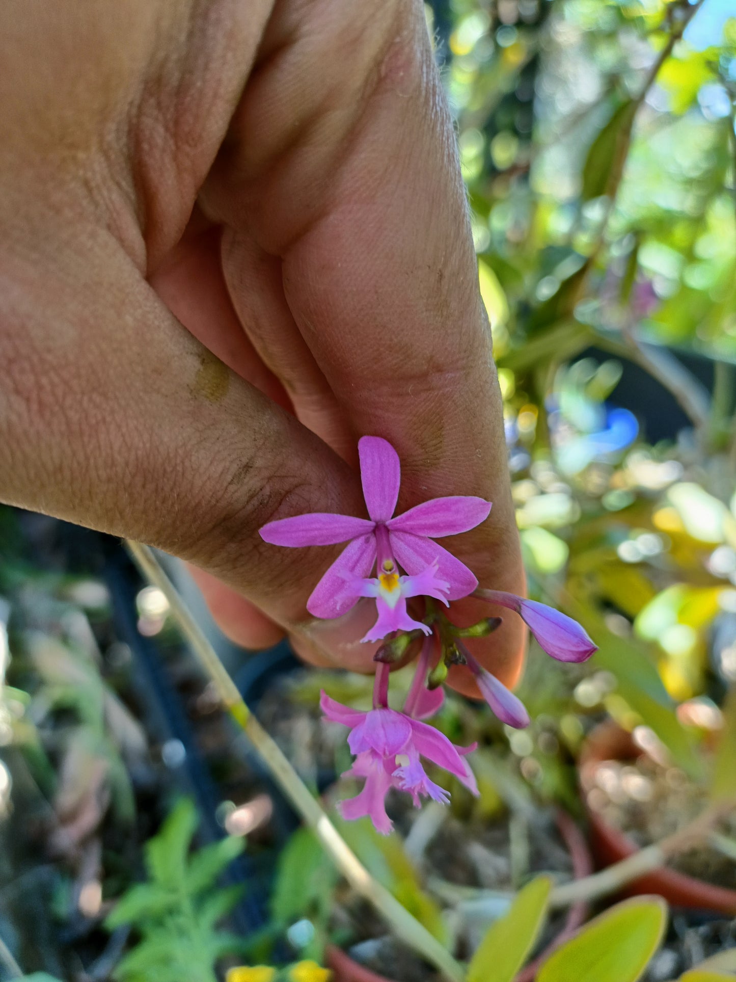Epidendrum ibaguense (Crucifix Orchid) Random Colour pink ,orange or red