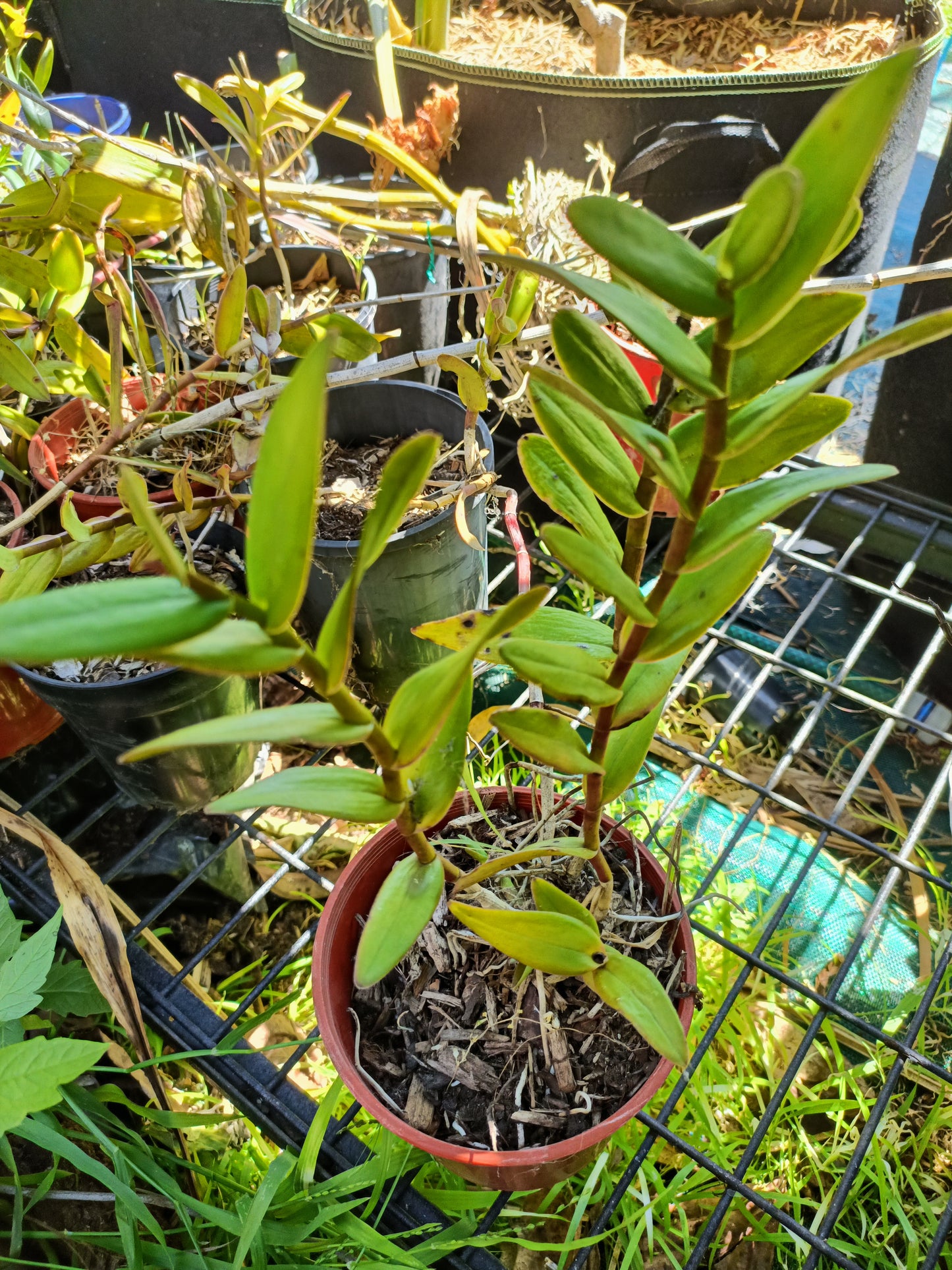 Epidendrum ibaguense (Crucifix Orchid) Random Colour pink ,orange or red