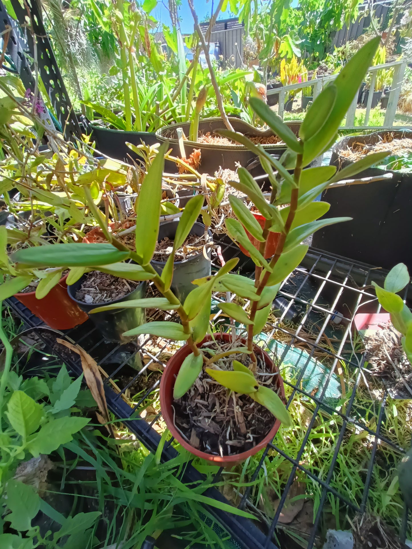 Epidendrum ibaguense (Crucifix Orchid) Random Colour pink ,orange or red