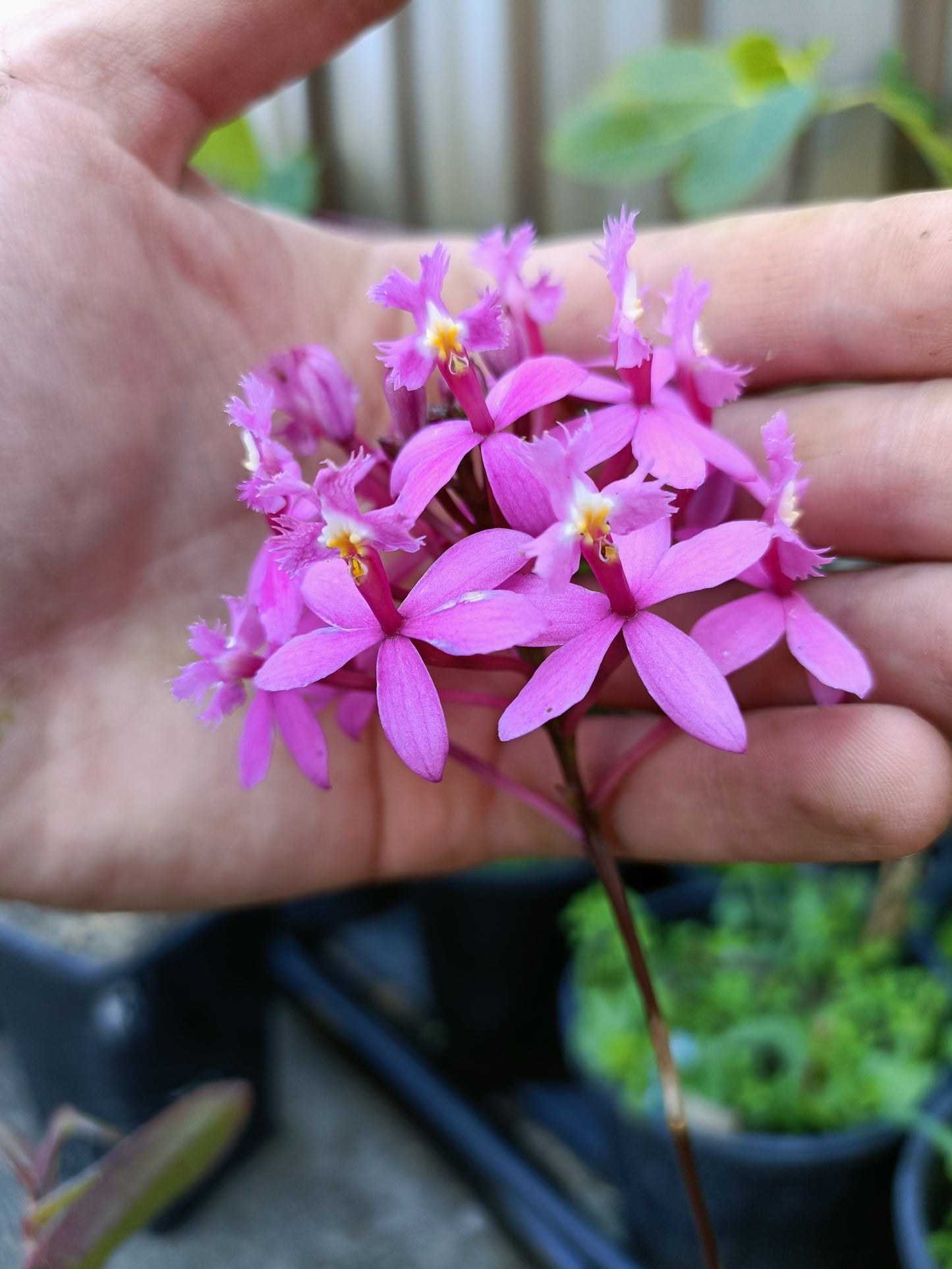 Epidendrum ibaguense (Crucifix Orchid) Random Colour pink ,orange or red