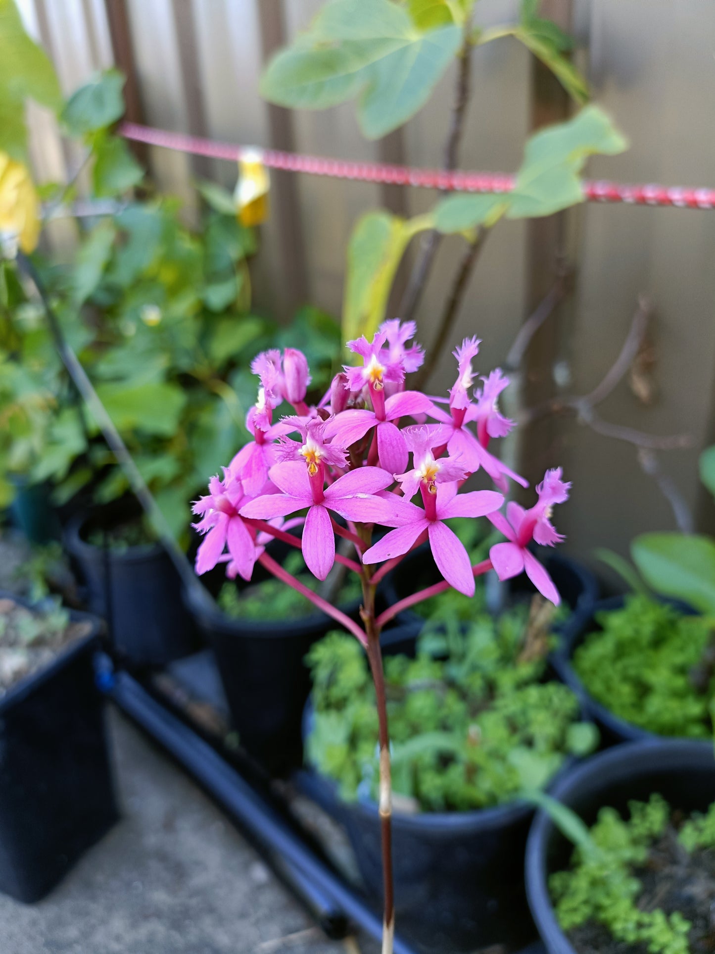 Epidendrum ibaguense (Crucifix Orchid) Random Colour pink ,orange or red