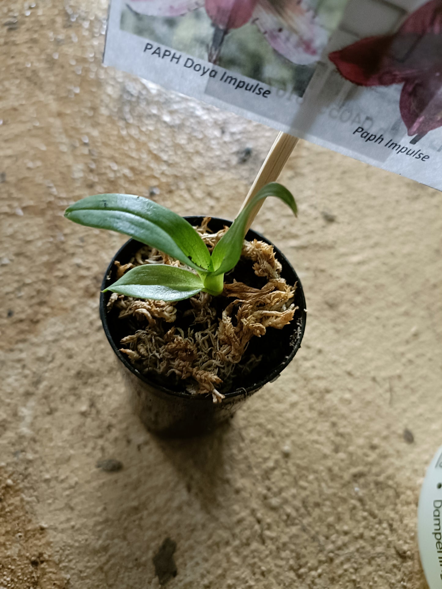 PAPHIOPEDILUM Dora Impulse X Red Shift Seedling