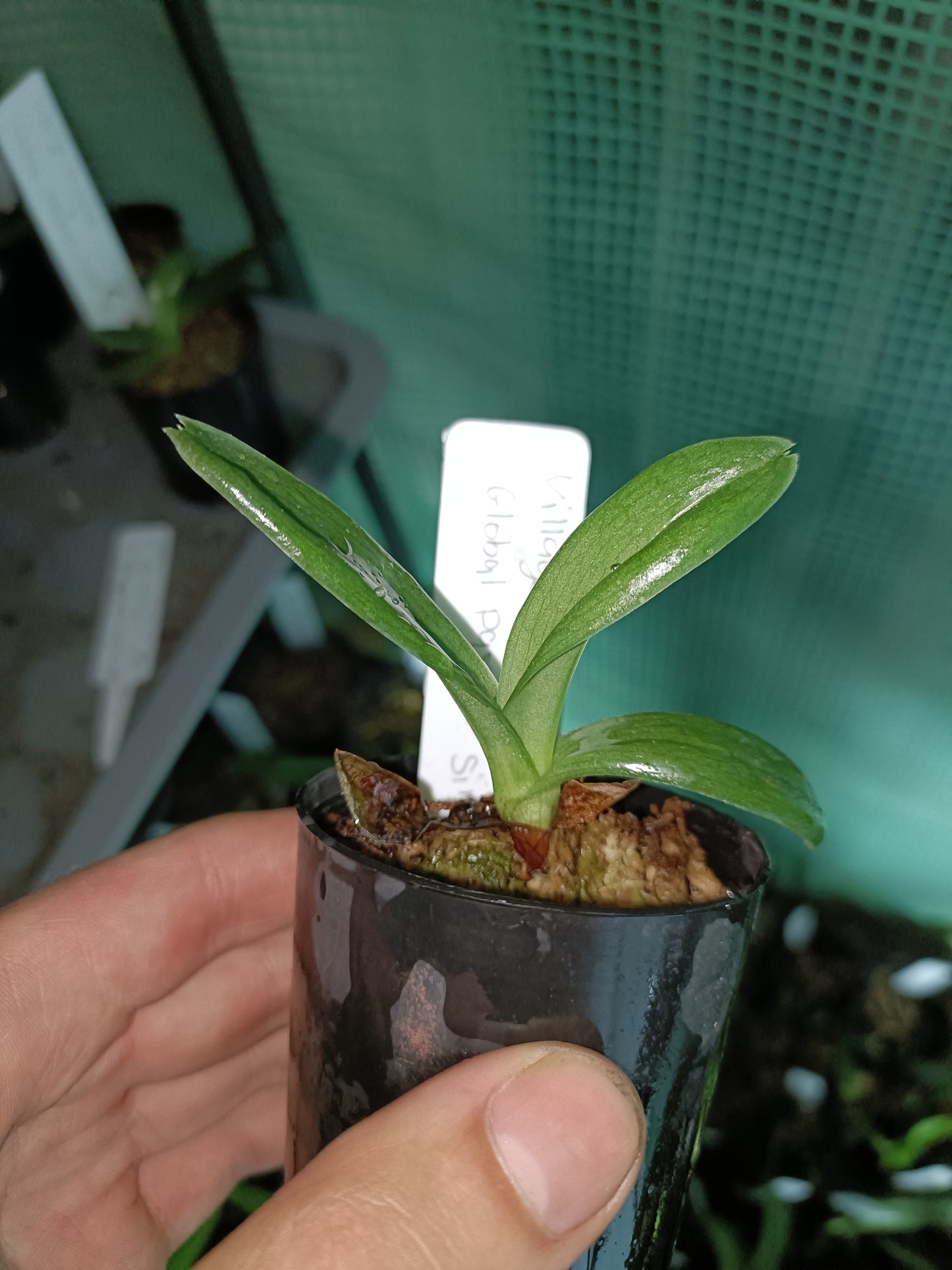 PAPHIOPEDILUM Dora Impulse X Red Shift Seedling