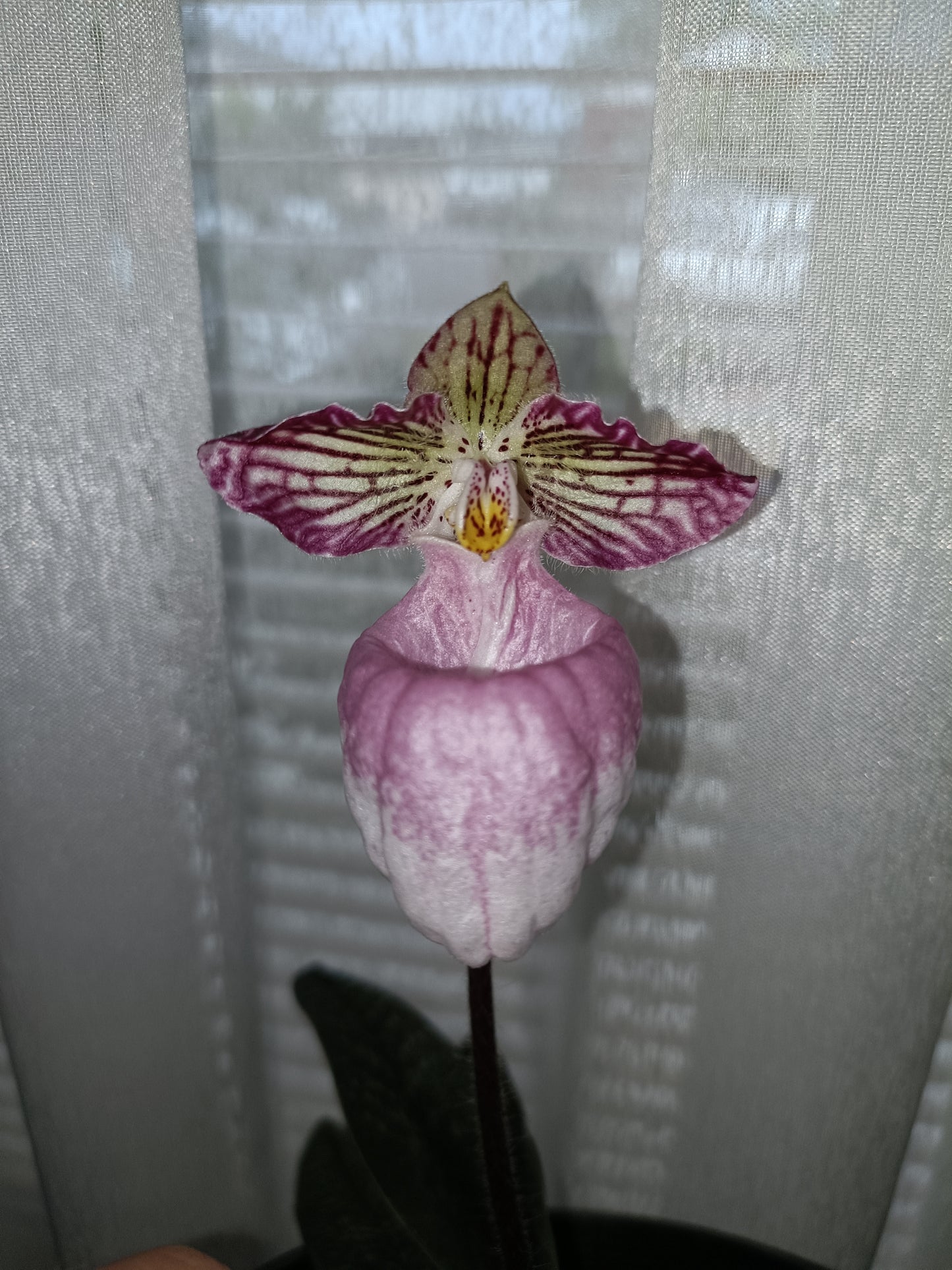 PAPHIOPEDILUM micranthum x micranthum vat eburneum flowering size /flowering plant