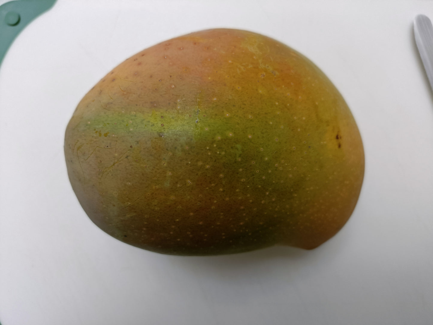 Grafted Big Z Mango Tree (Medium)