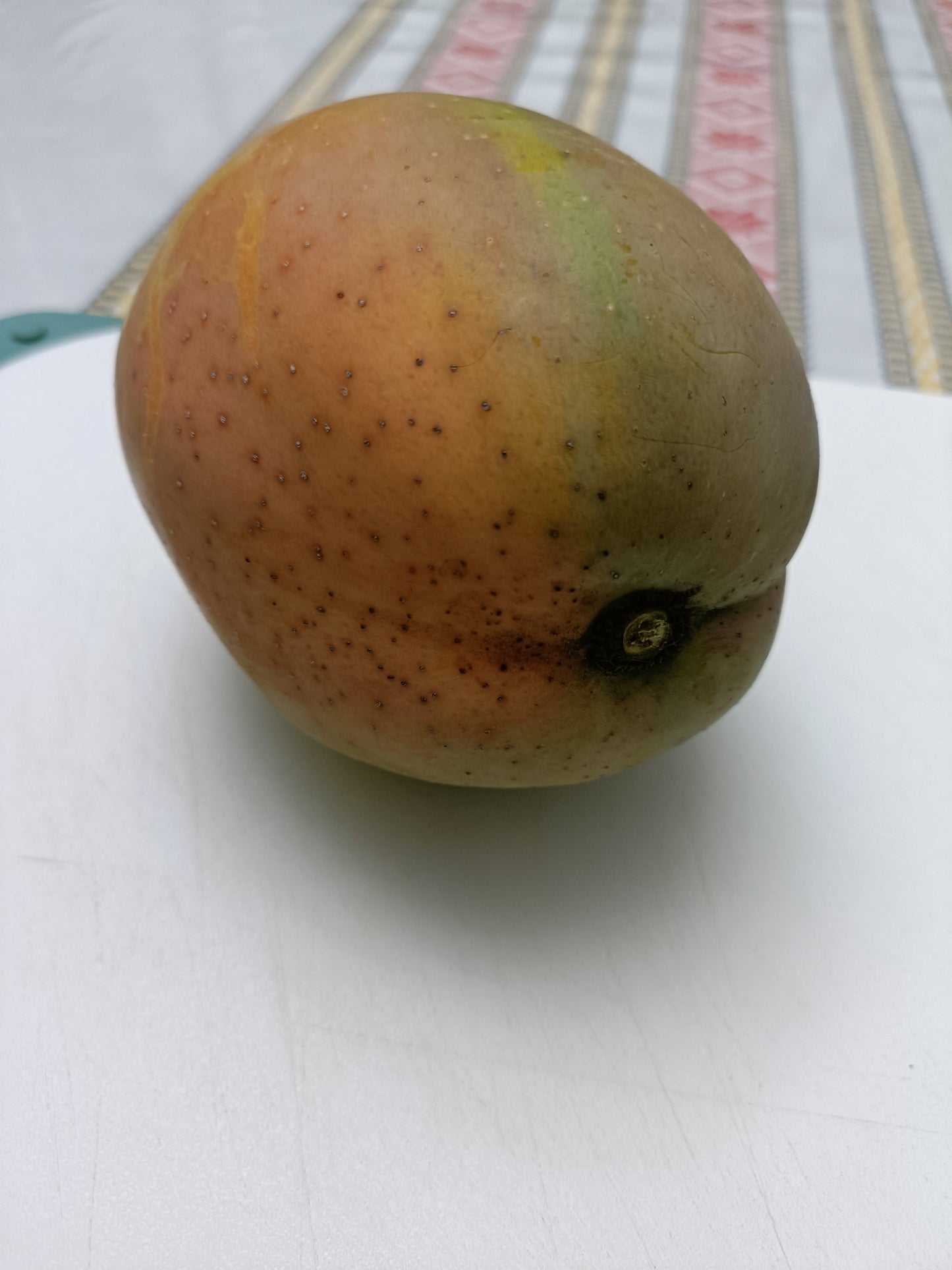 Grafted Big Z Mango Tree (Medium)