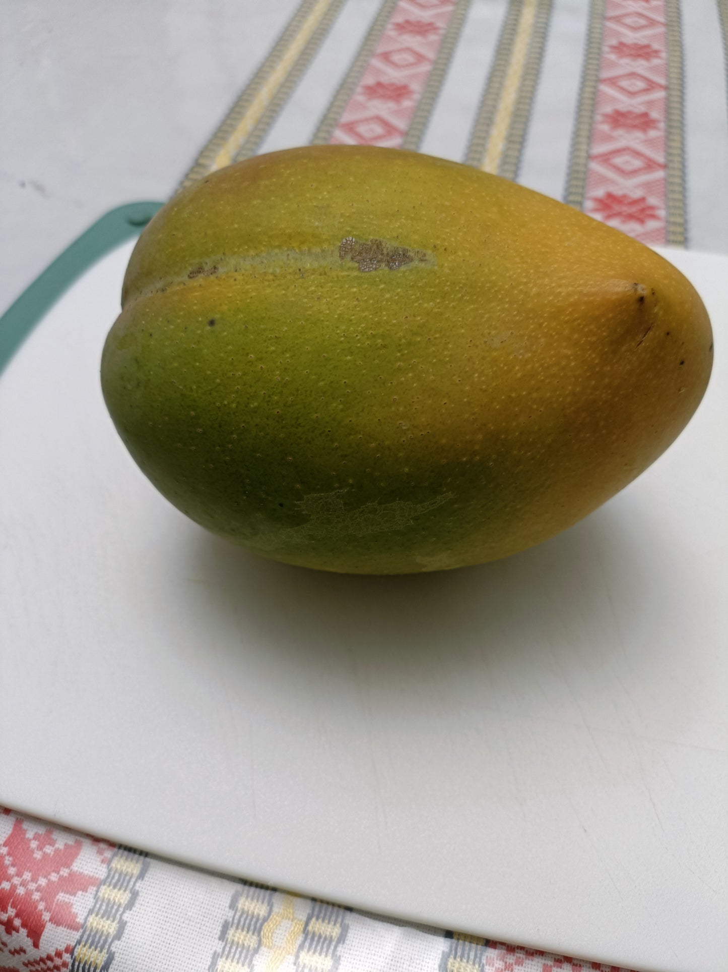 Grafted Big Z Mango Tree (Medium)