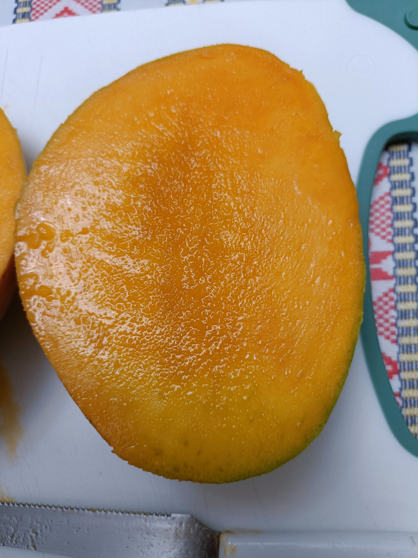 Grafted Big Z Mango Tree (Medium)