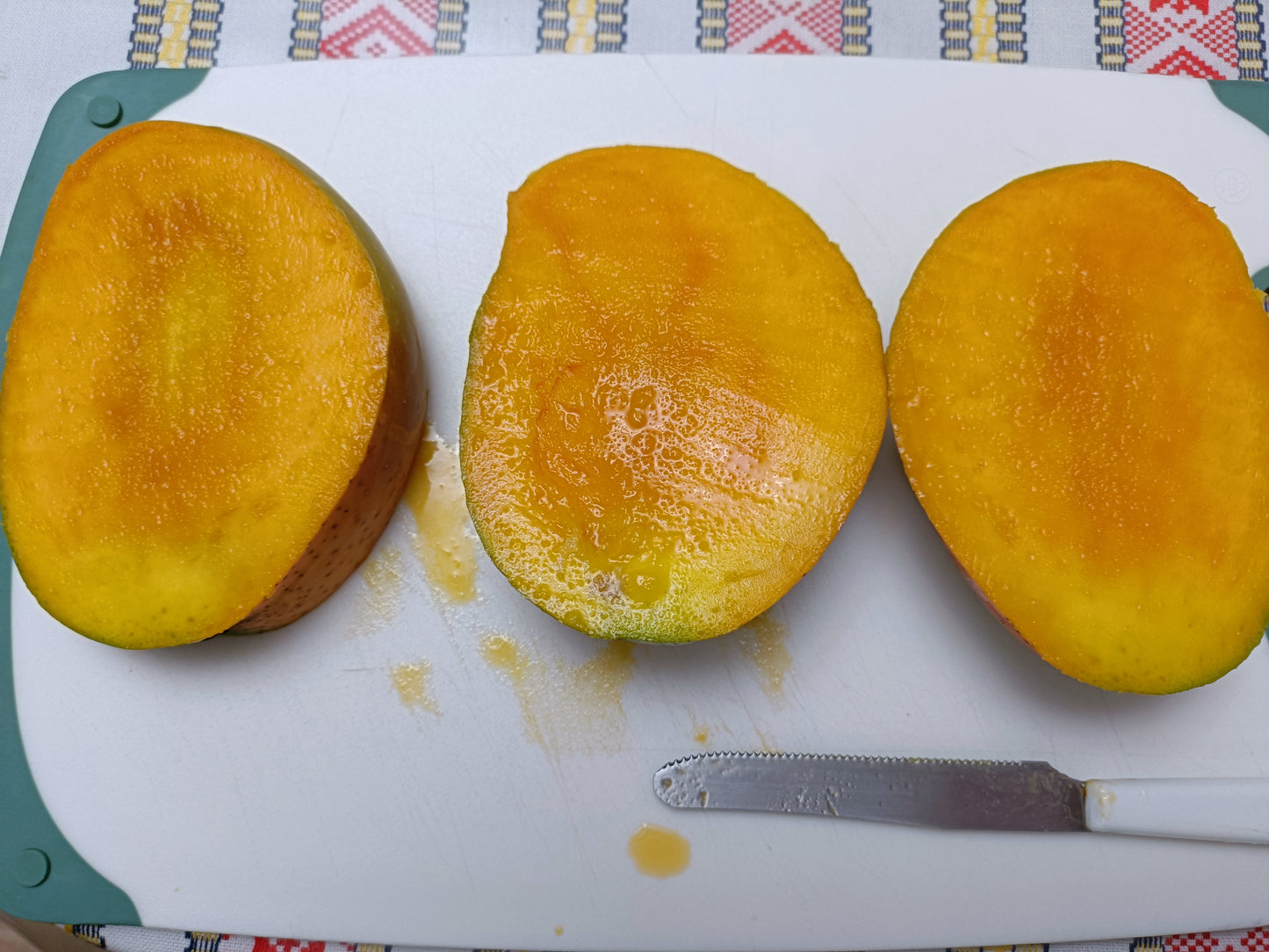 Grafted Big Z Mango Tree (Medium)