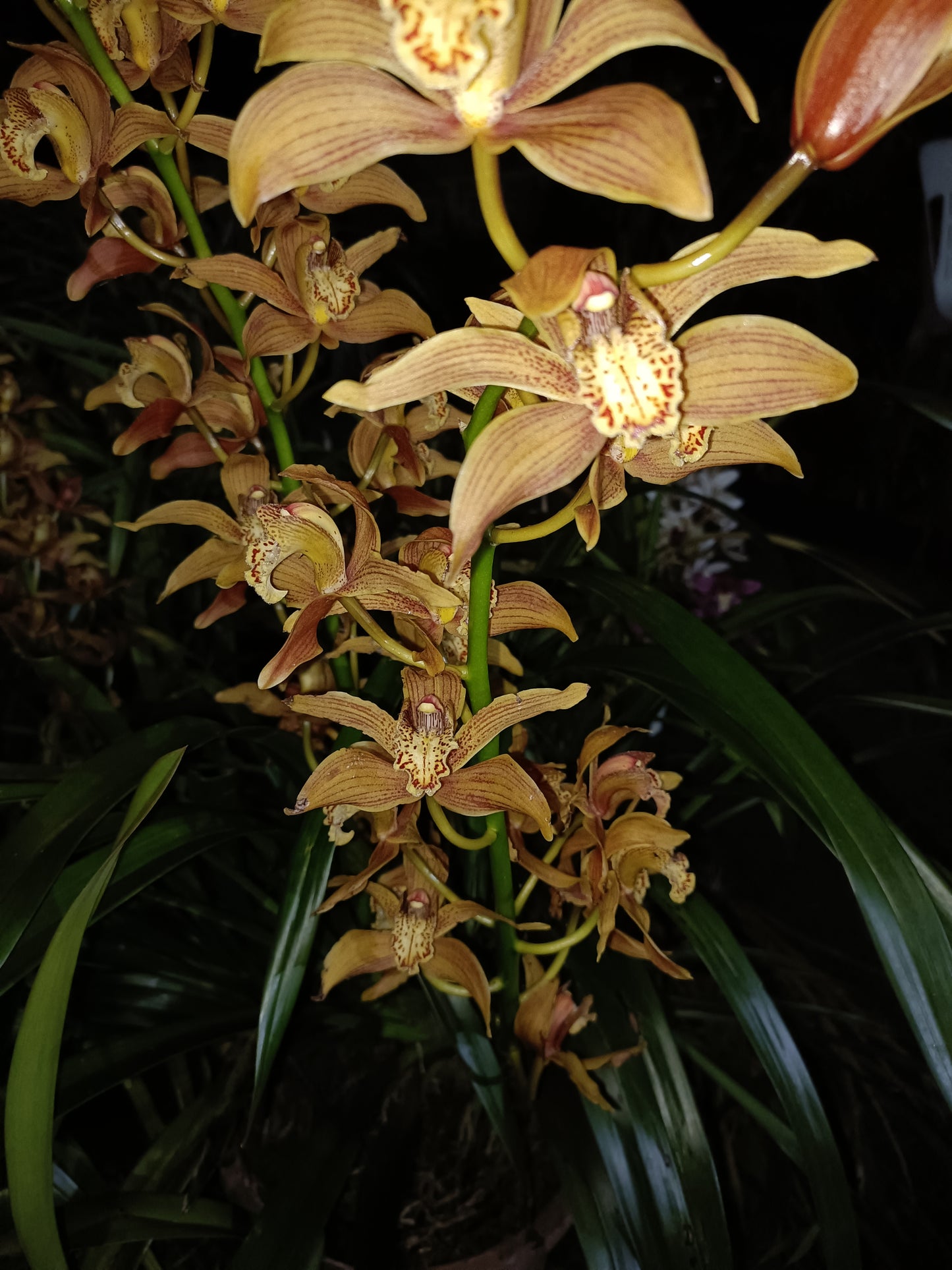Cymbidium Bennet poli no 5