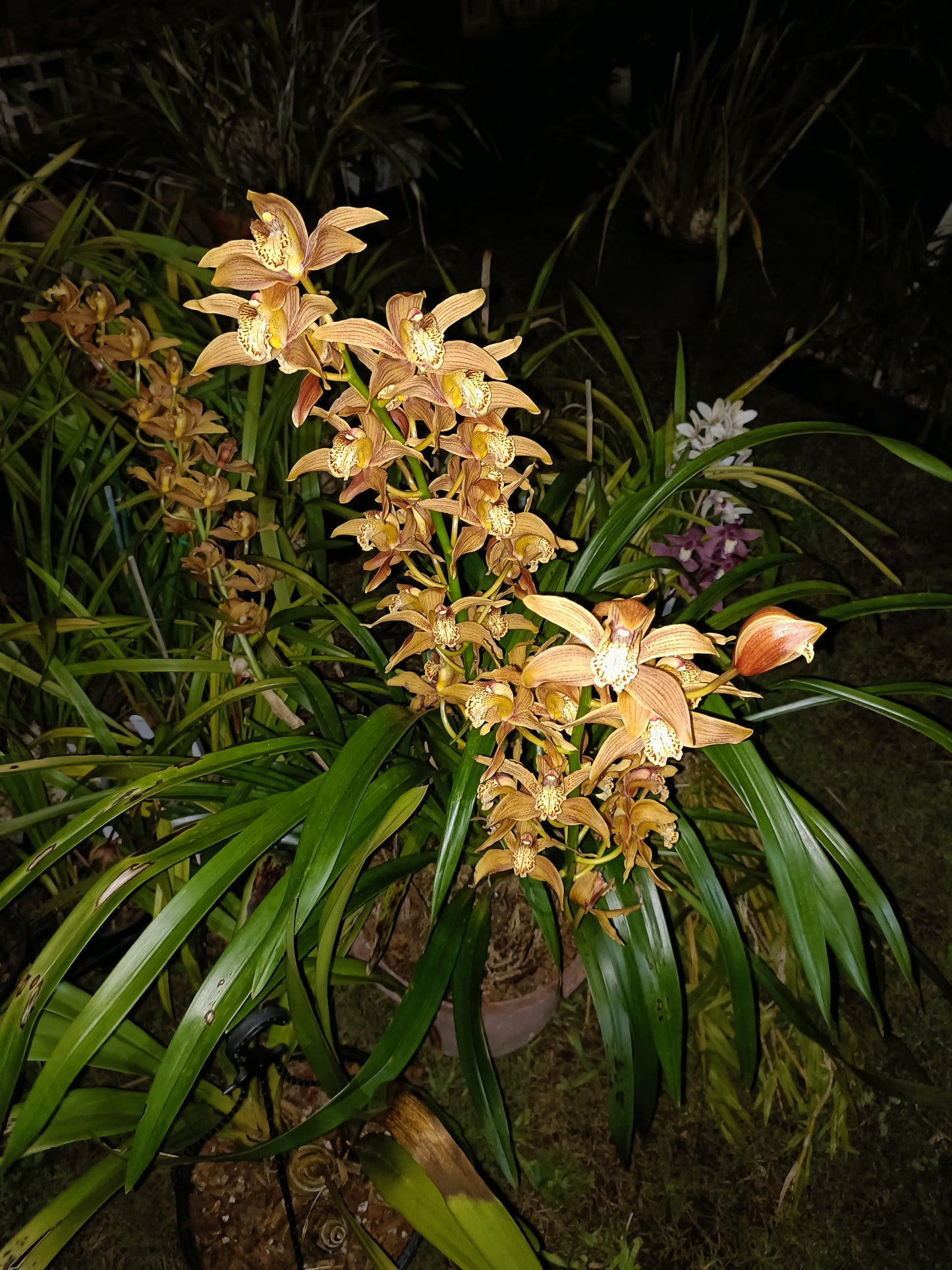 Cymbidium Bennet poli no 5