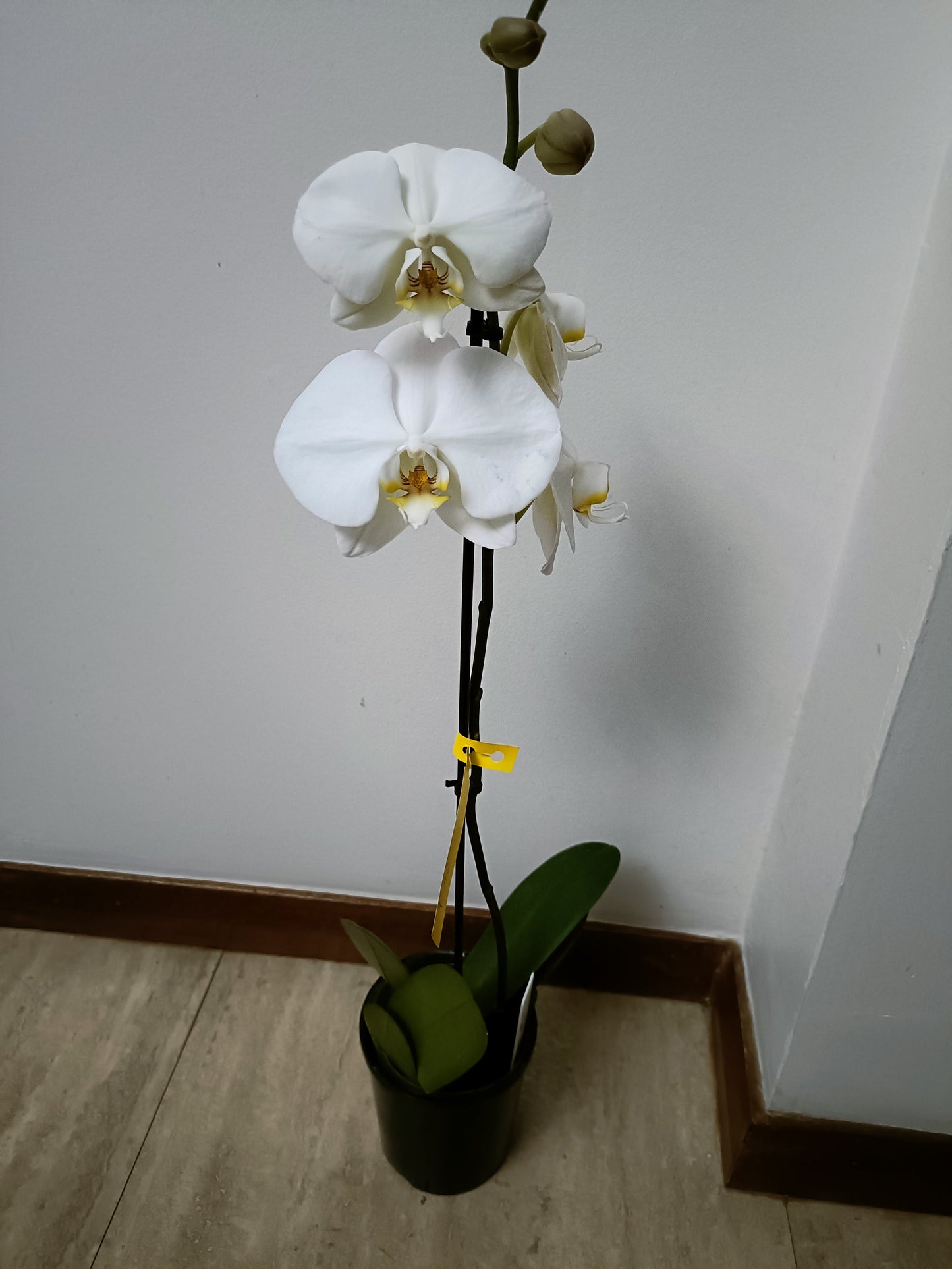 Phalaenopsis Orchid kirei kawi in spike
