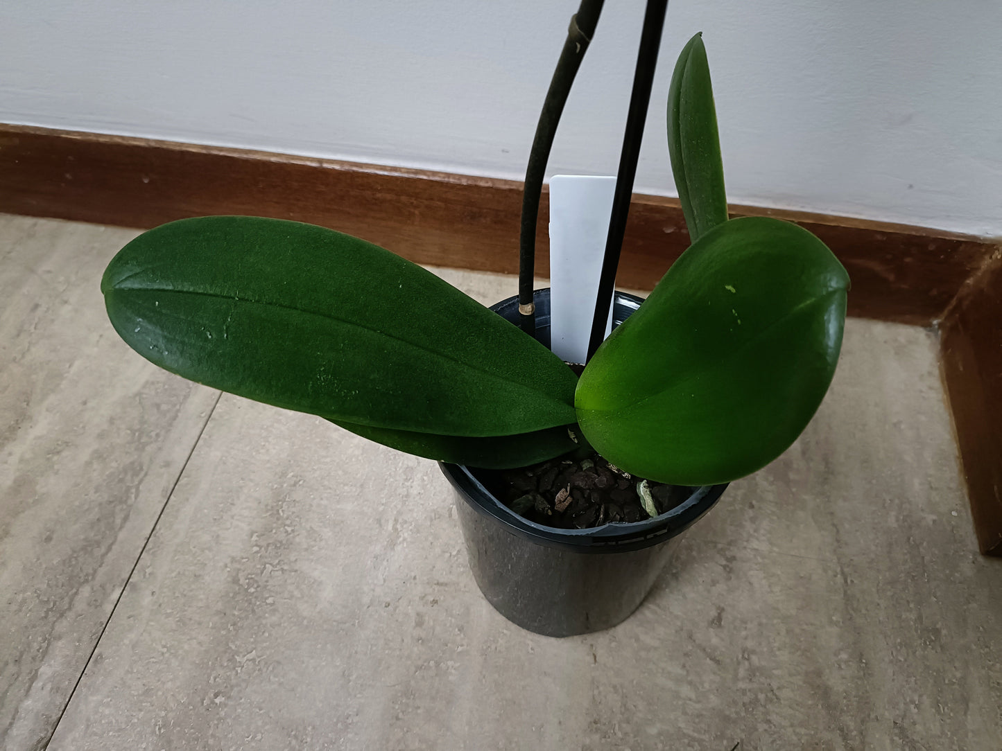 Phalaenopsis Orchid kirei kawi in spike