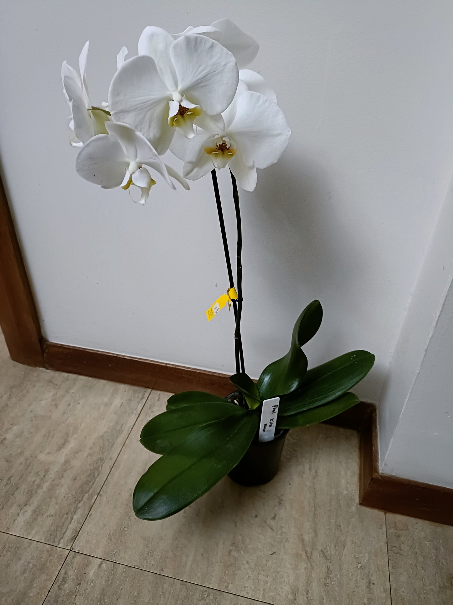 Phalaenopsis Orchid Orchid sogo yukidian in spike