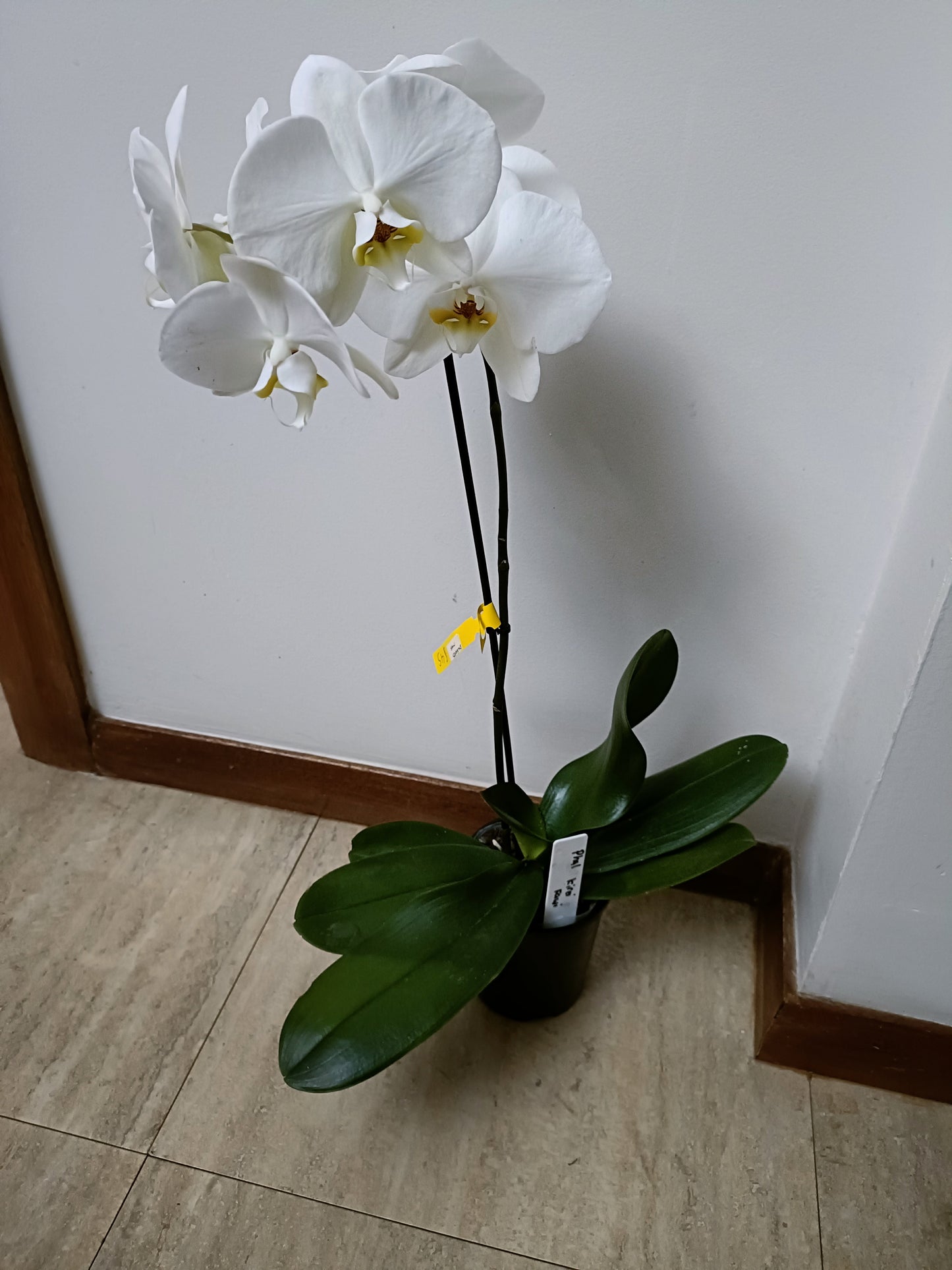 Phalaenopsis Orchid kirei kawi in spike