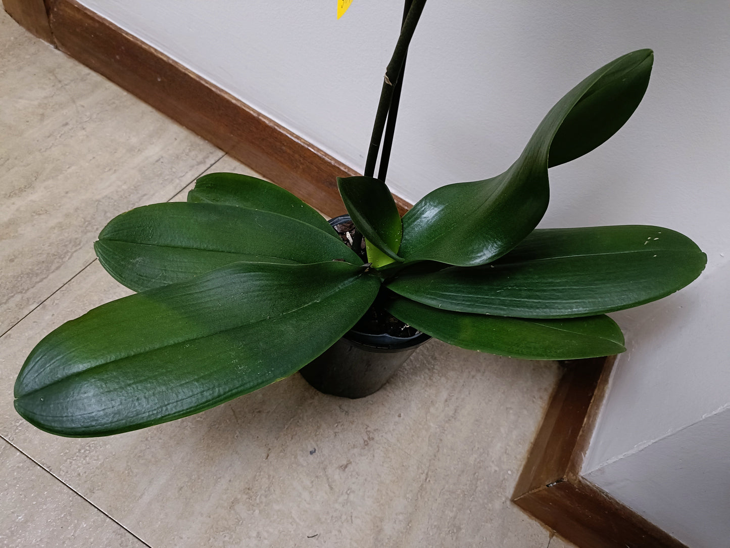 Phalaenopsis Orchid kirei kawi in spike