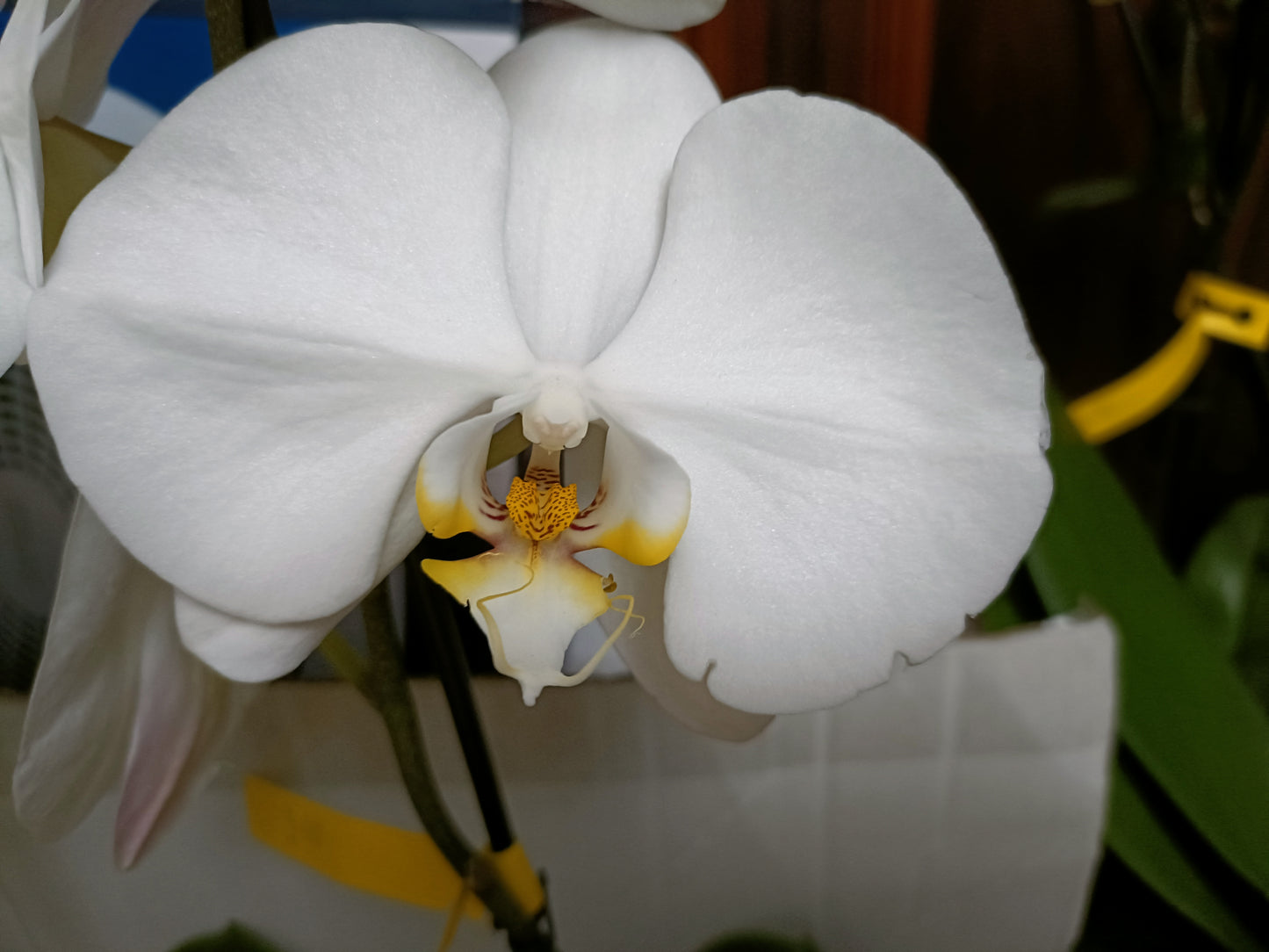 Phalaenopsis Orchid Orchid sogo yukidian in spike