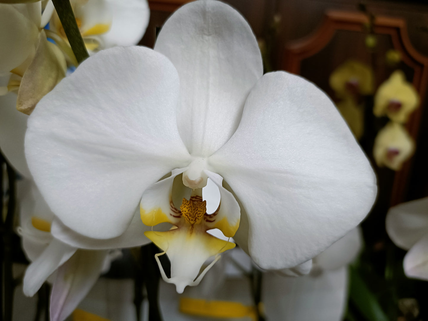 Phalaenopsis Orchid kirei kawi in spike