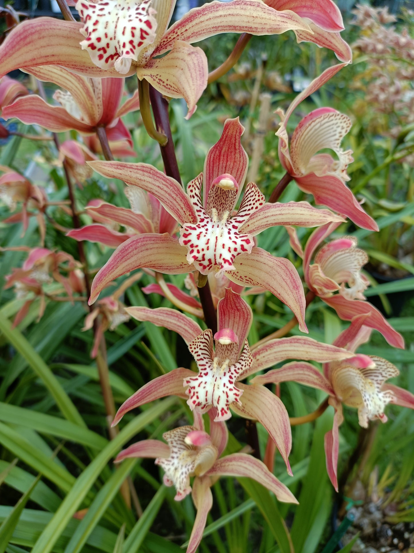 Cymbidium Doris (insigne X tracyanum) No 1