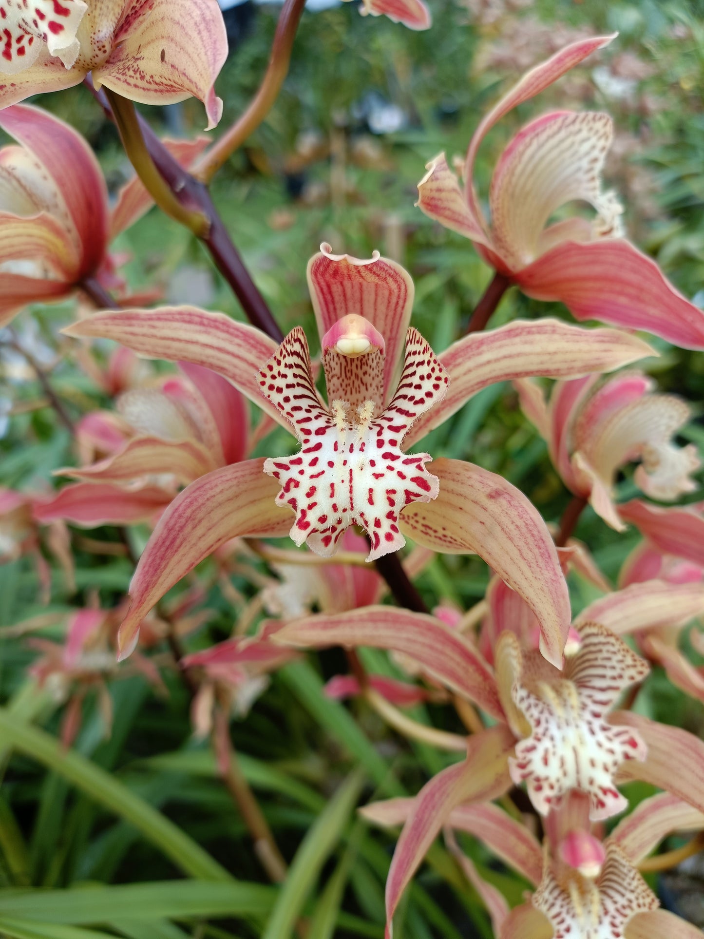 Cymbidium Doris (insigne X tracyanum) No 1