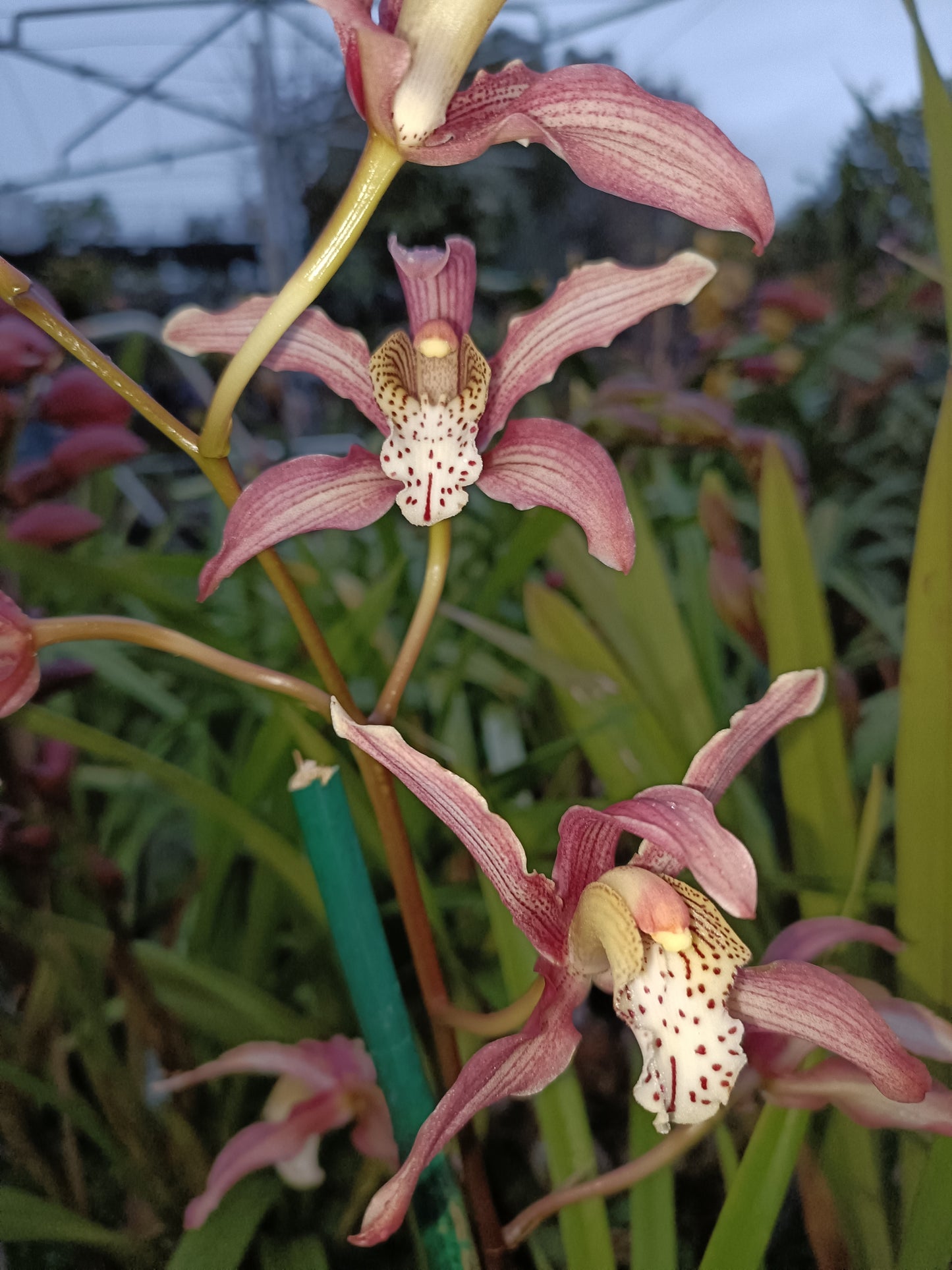 Cymbidium (Erythrostylom x FoxFire Dancer) x Erythraeum Flowering Size no 1