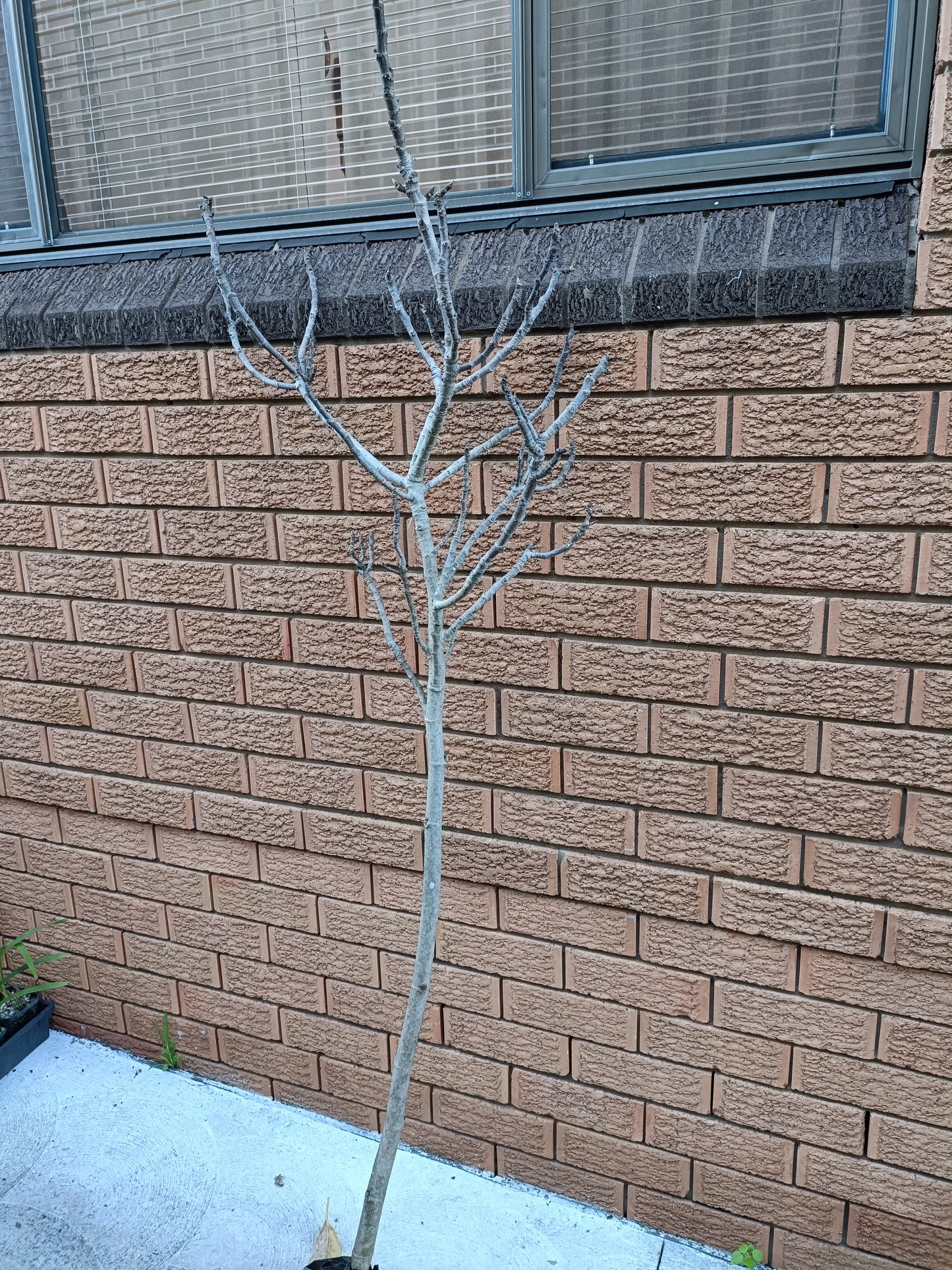 Blue Provance/sanski Most Fig tree(Large Fruiting Size)