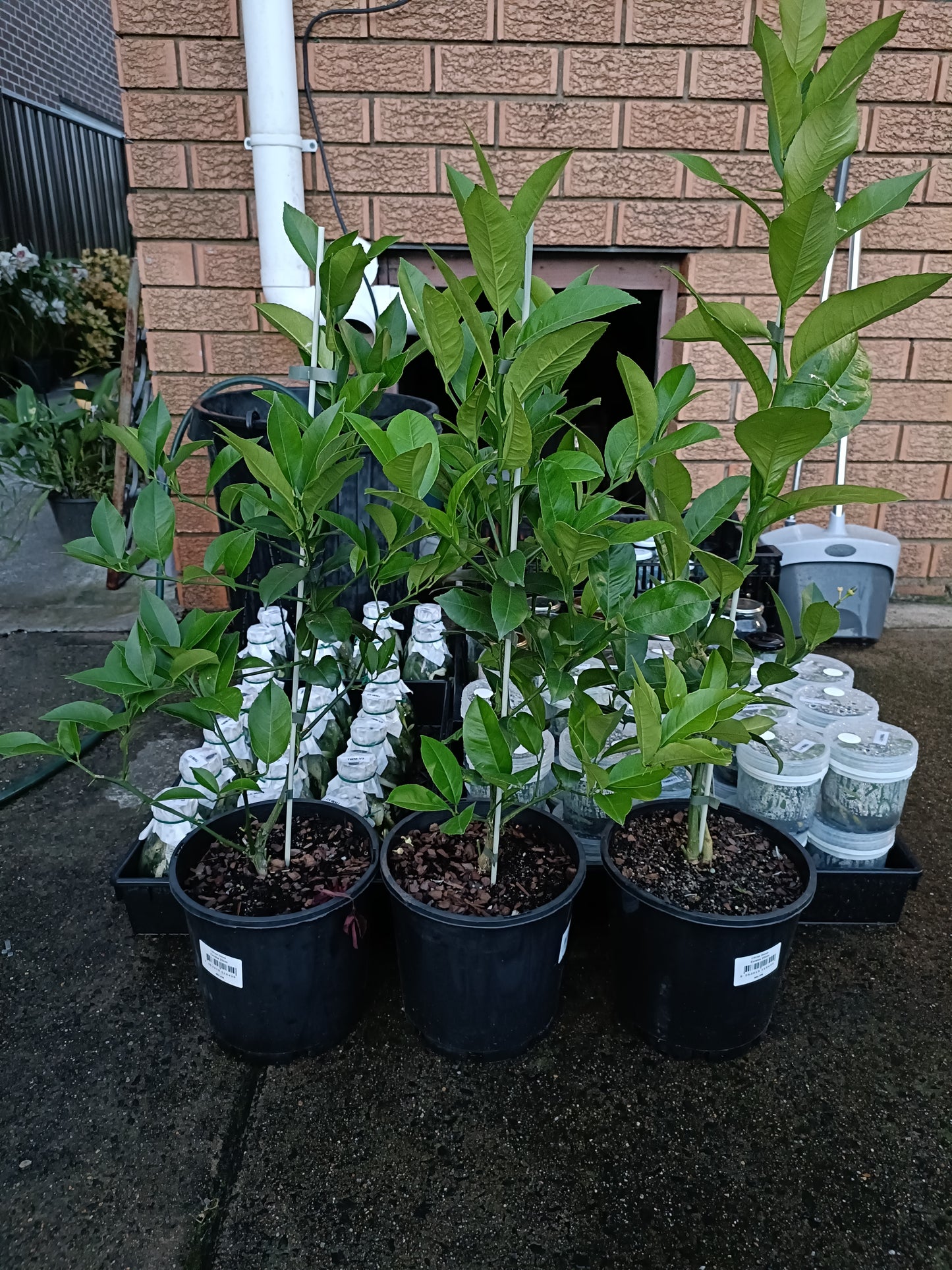 Grafted Eureka Lemon Medium Size