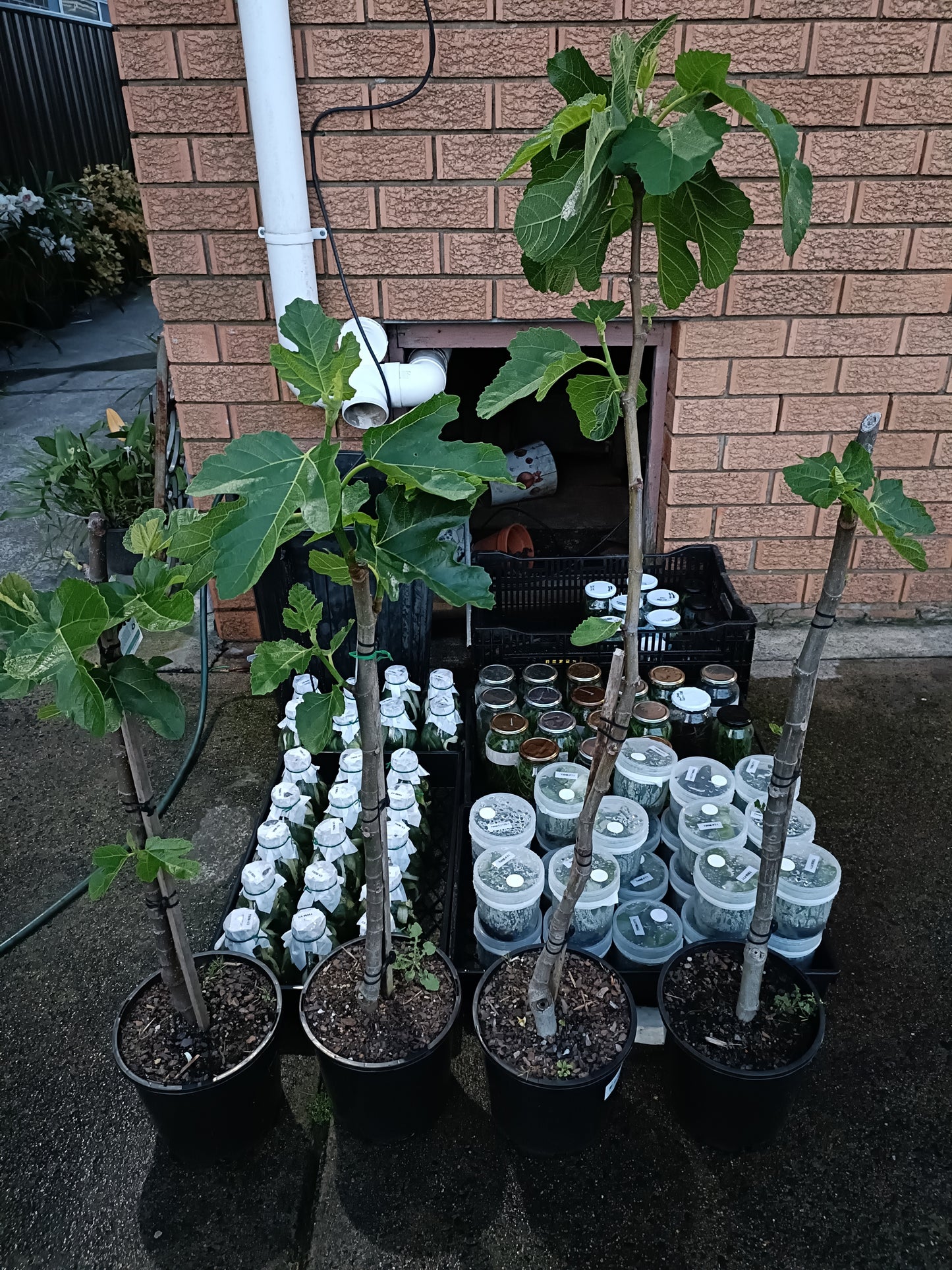 Black Mission Fig tree(Medium)