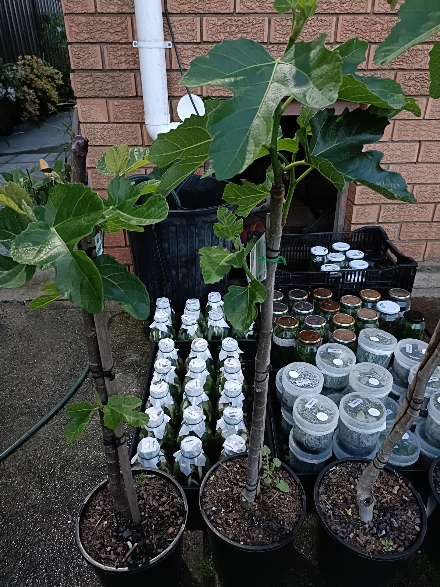 Black Mission Fig tree(Medium)