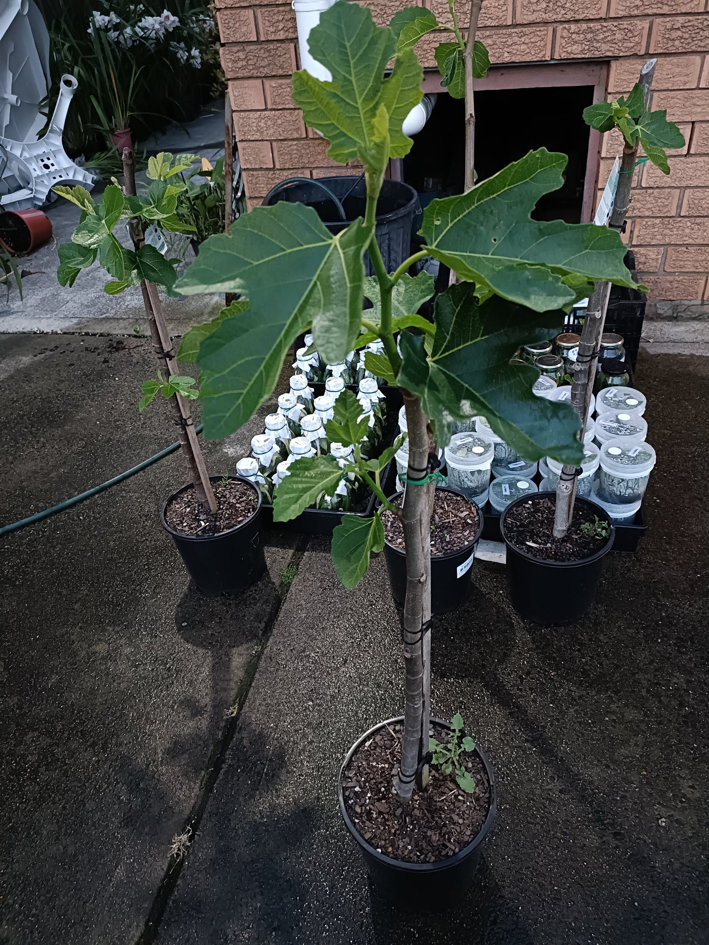 Black Mission Fig tree(Medium)