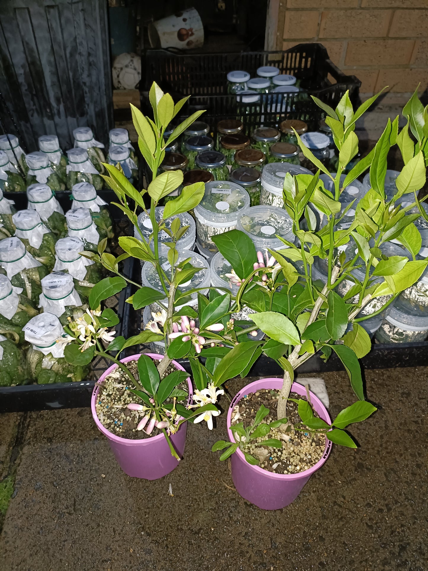 Eureka Lemon Tree Dwarf Version