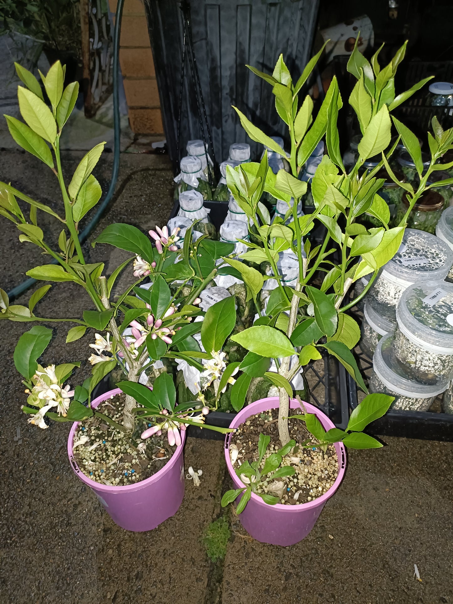 Eureka Lemon Tree Dwarf Version