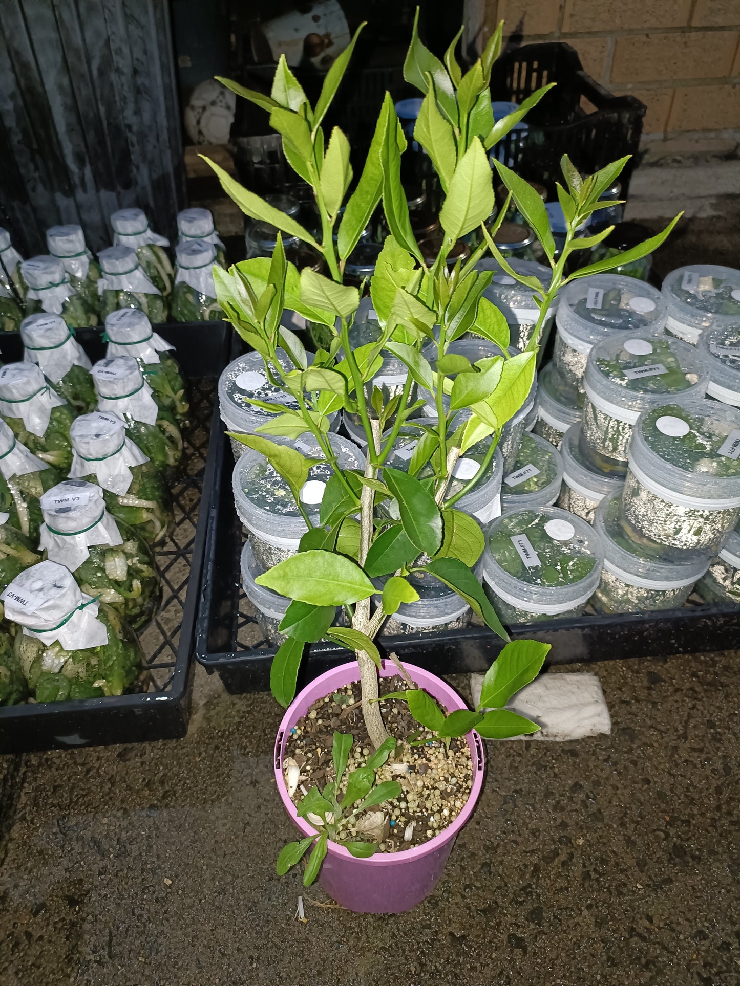 Eureka Lemon Tree Dwarf Version