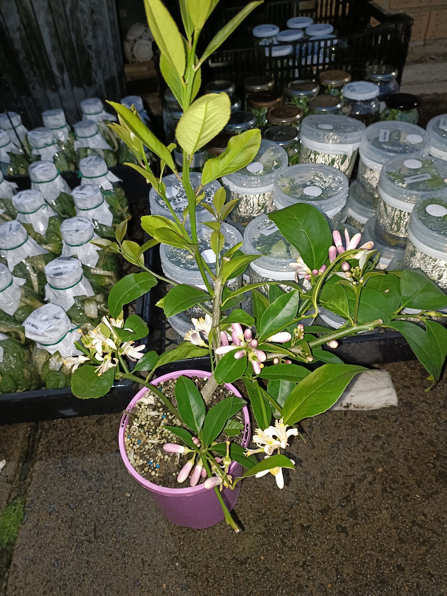 Eureka Lemon Tree Dwarf Version