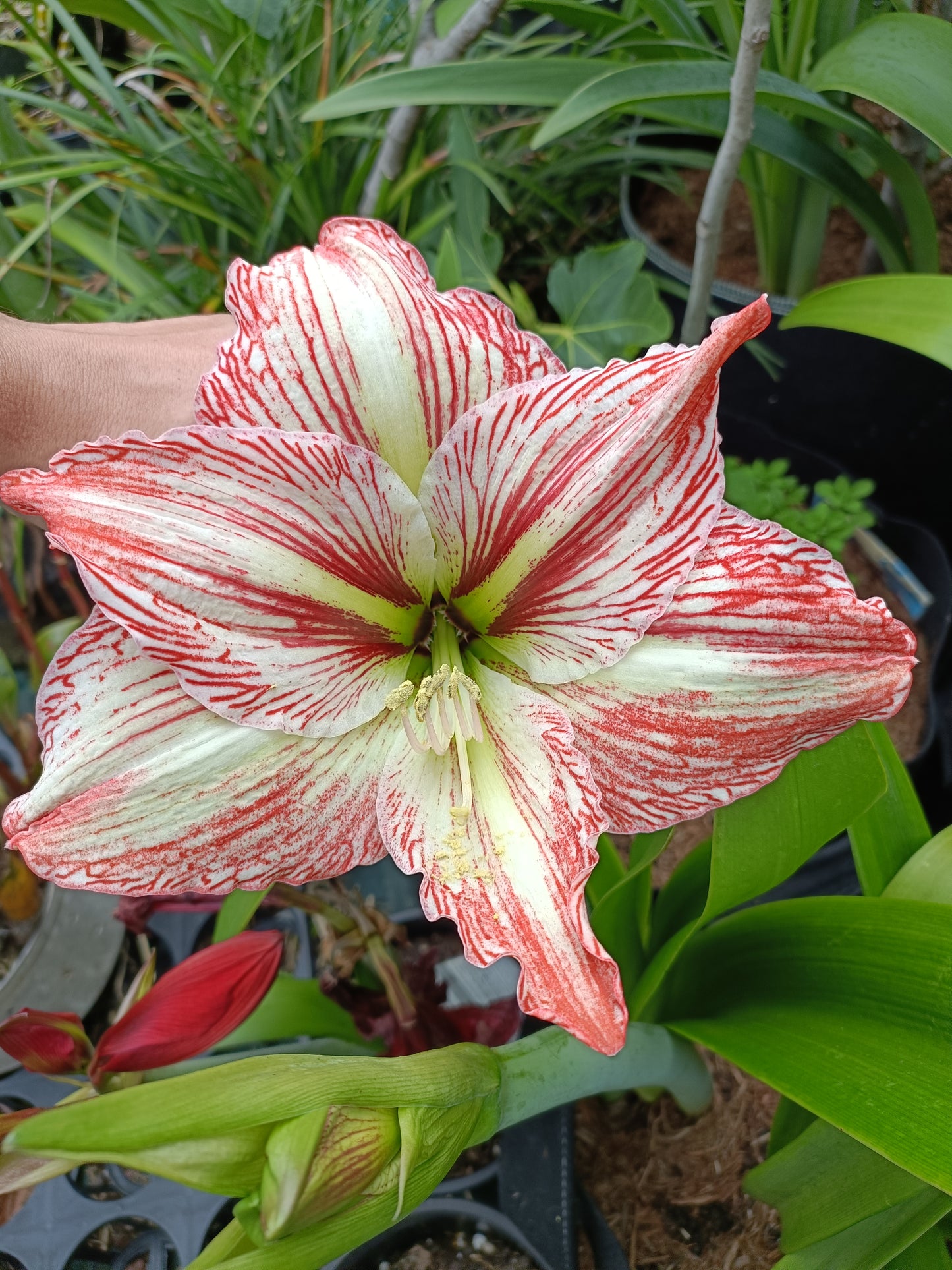 Hippeastrums Stella lace (Flowering Size plant)