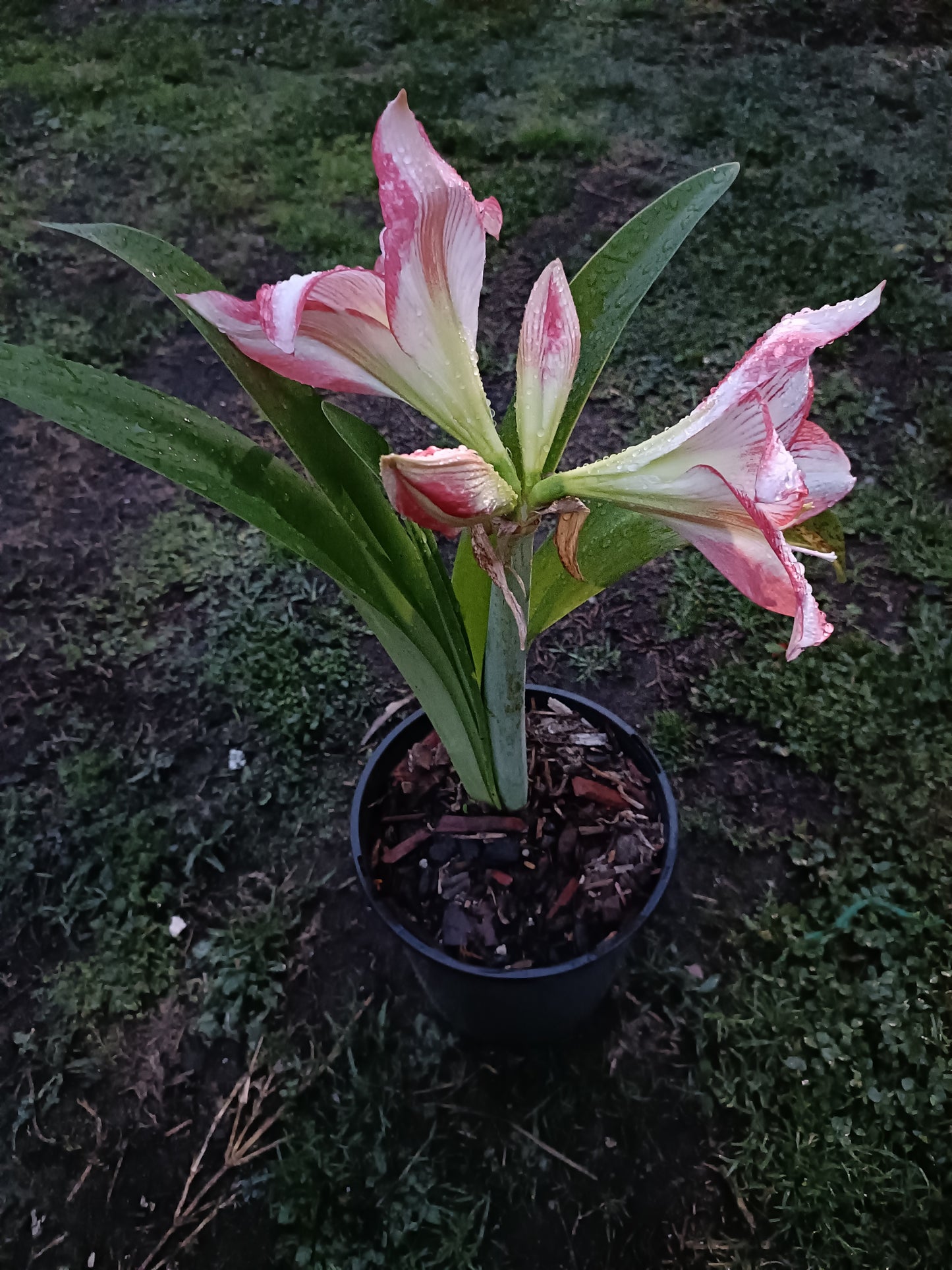 Hippeastrums Apple Blossom Plant