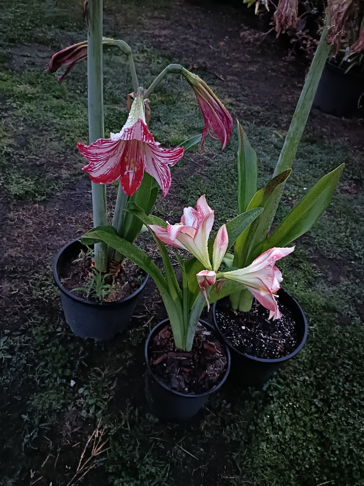 Hippeastrums Apple Blossom Plant