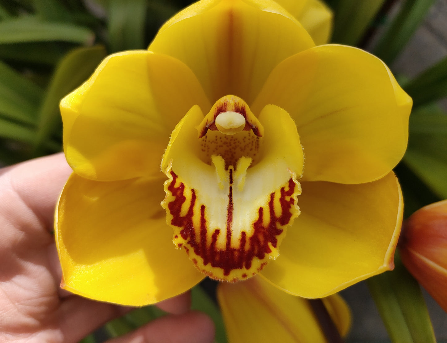 Cymbidium Marilyn Thomas