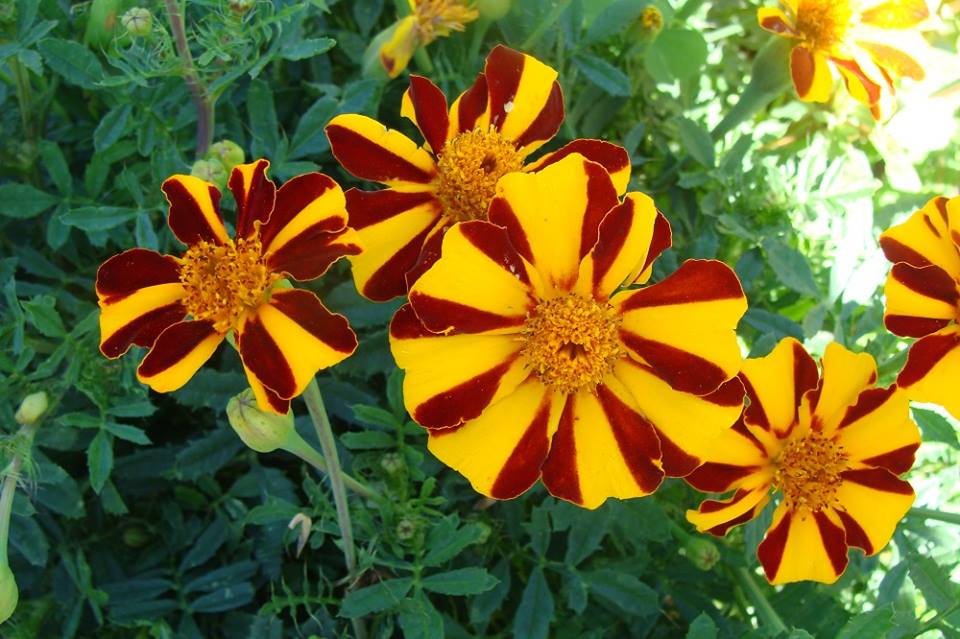 Marigold Court Jester Seeds