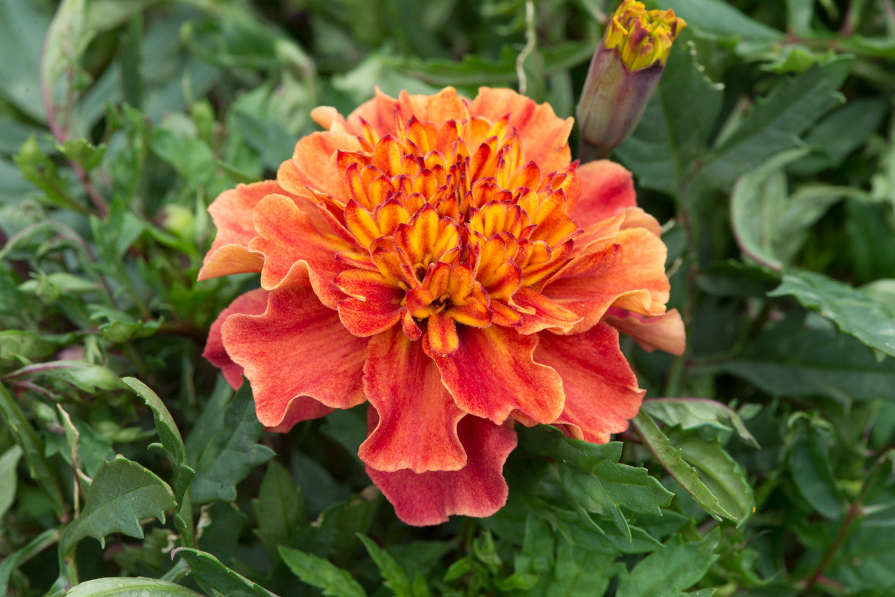 Marigold Strawberry Blonde seeds