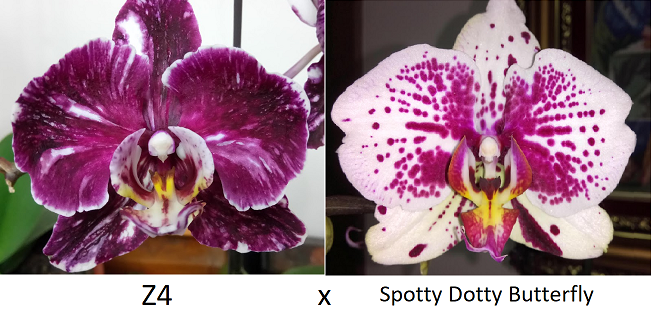 Phalaenopsis Orchid Z4 x Spotty Dotty Butterfly Flowering size unflowered