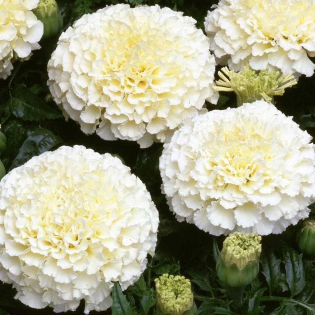 Marigold Kilimanjaro White Seeds