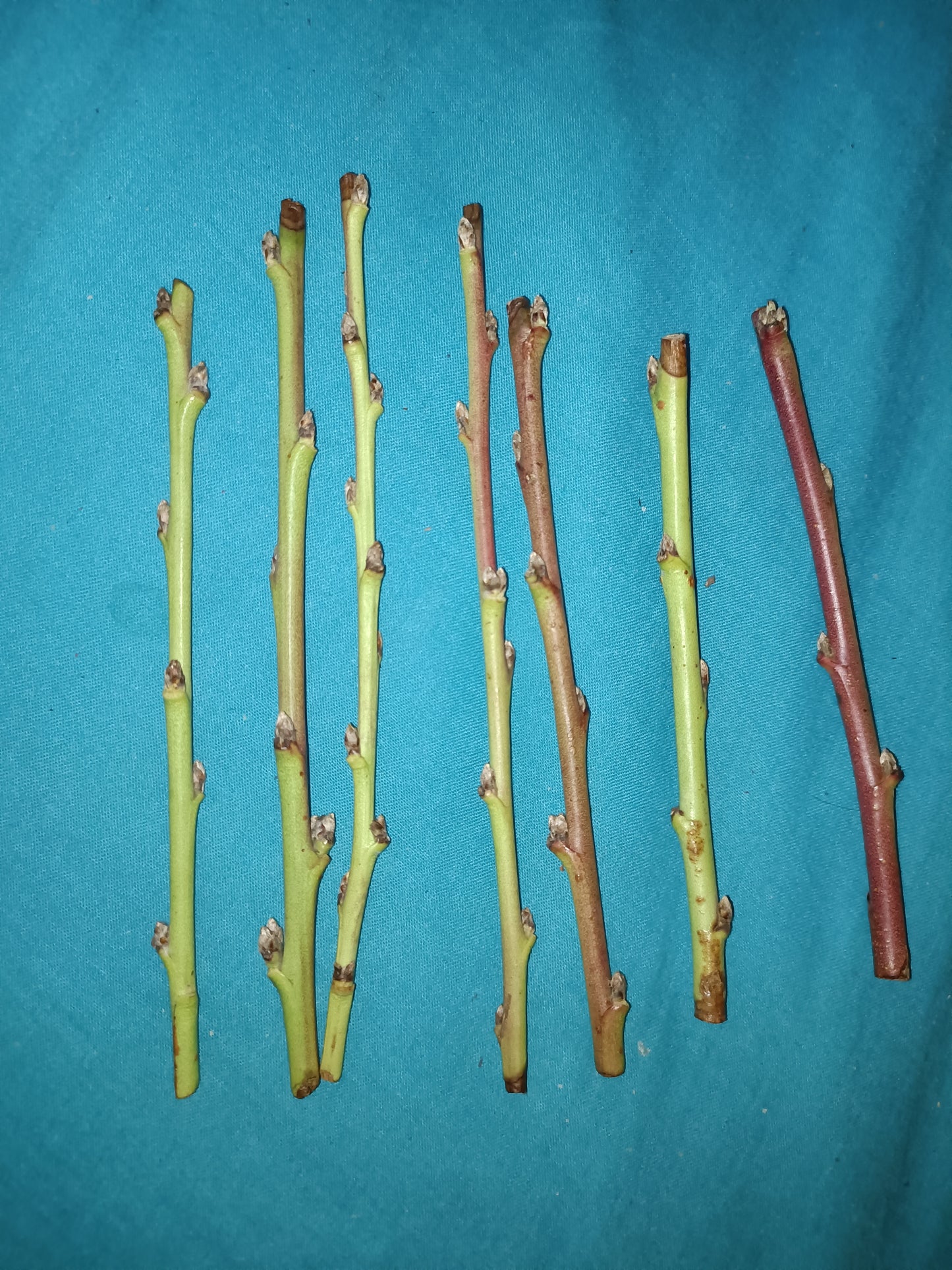 Topaz Peach Cutting X1
