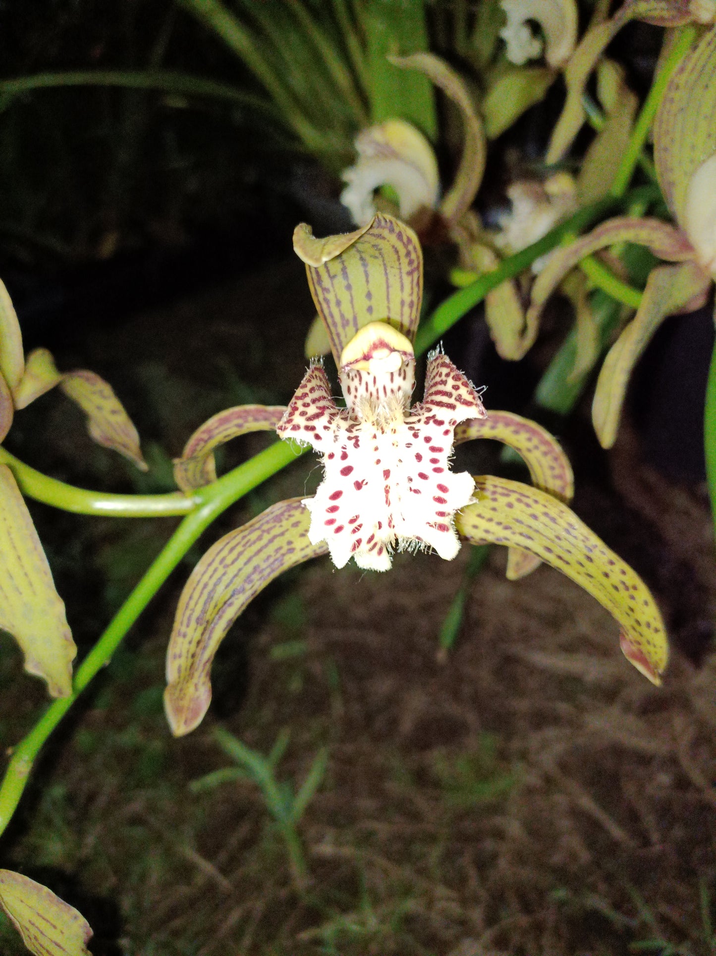 Cymbidium Tracyanum Flowering size plant strong scent